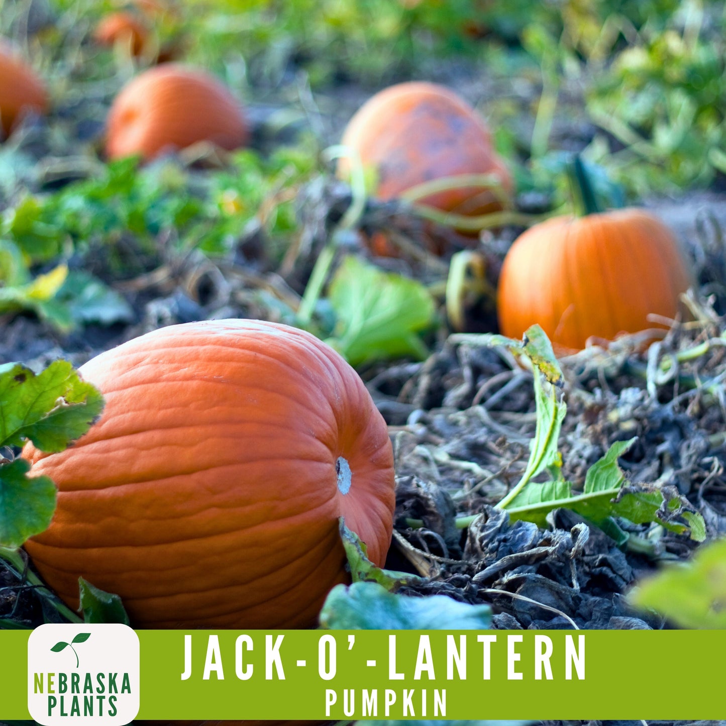 Jack-O'-Lantern Halloween Pumpkin Seeds - Nebraska Seeds