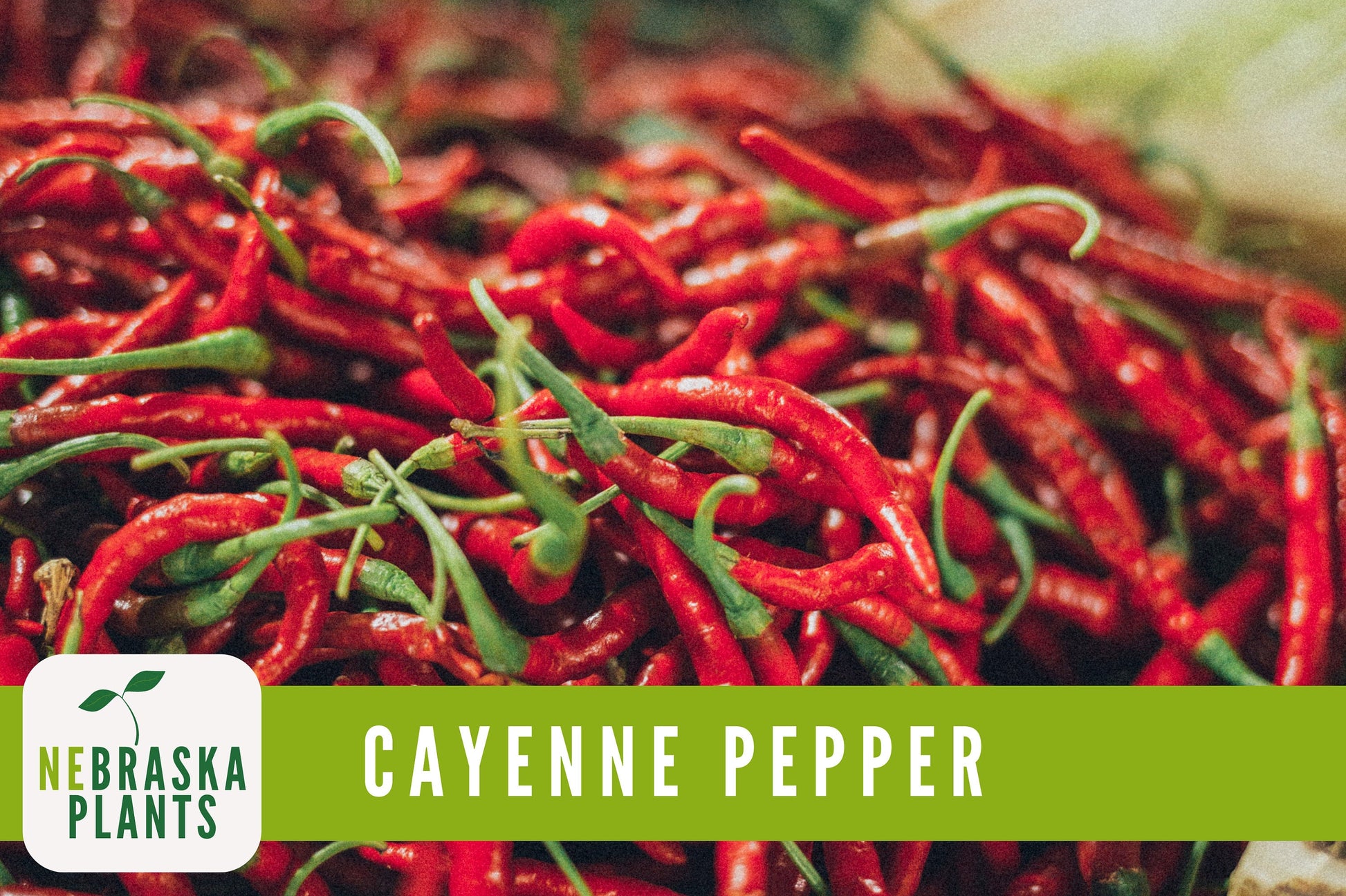 Long Slim Hot Heirloom Cayenne Pepper Seeds - Nebraska Seeds