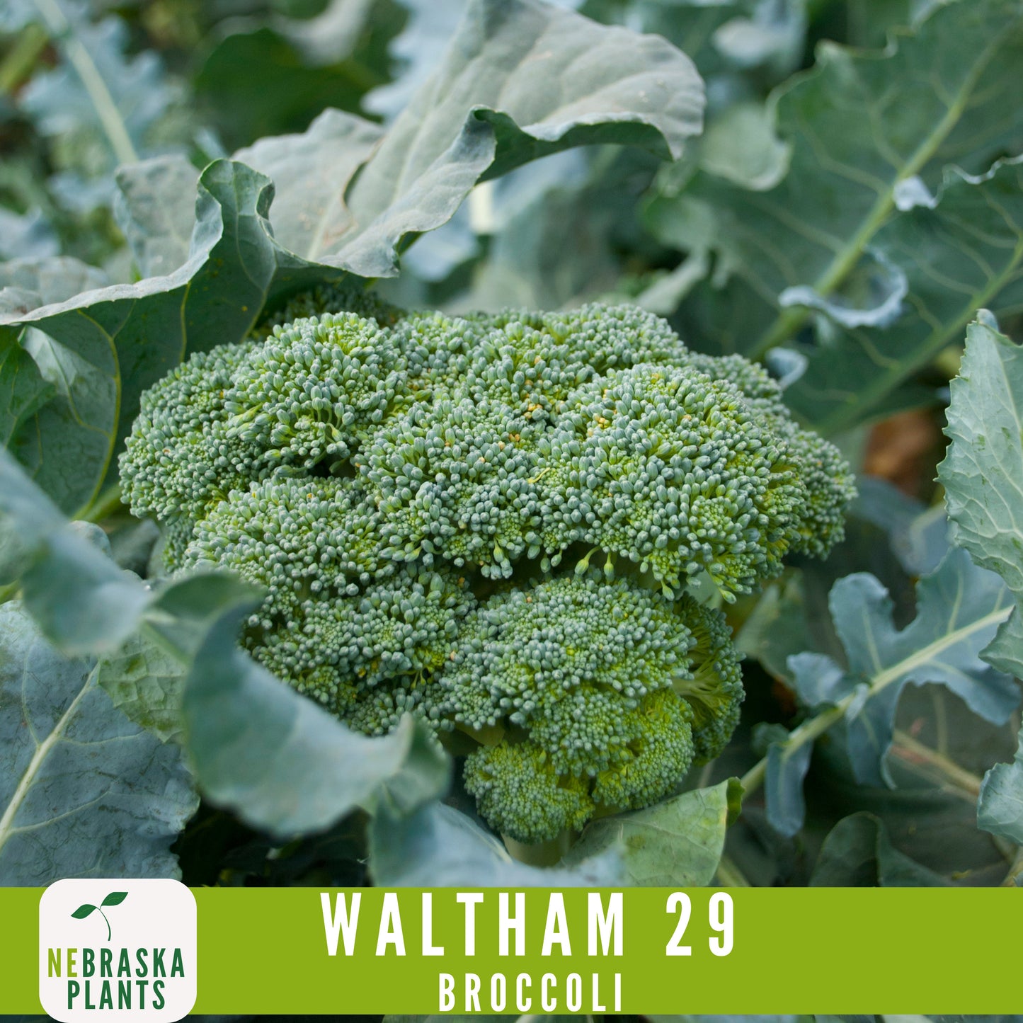 Waltham 29 Broccoli Seeds - Heirloom and Nutrient-Packed Garden Delight! - Nebraska Seeds