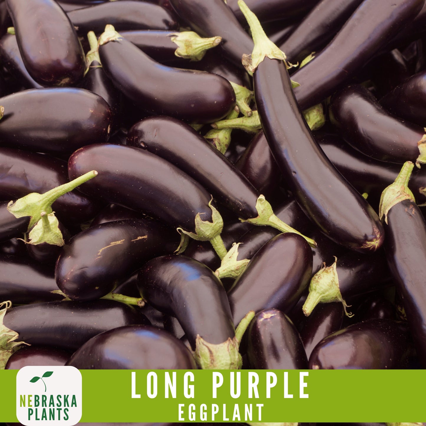 Long Purple Eggplant Seeds - Nebraska Seeds