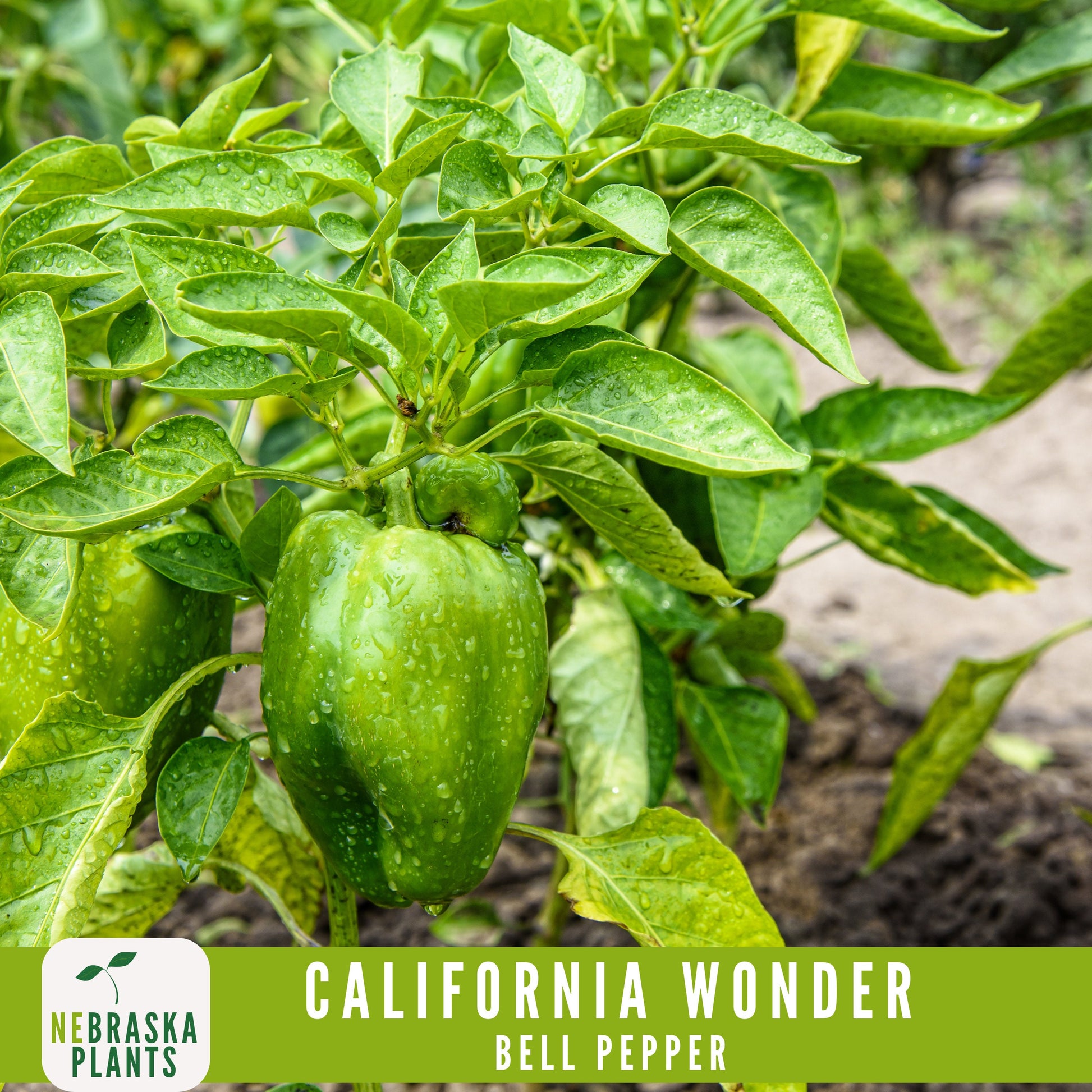 California Wonder Heirloom Bell Pepper Seeds - Nebraska Seeds