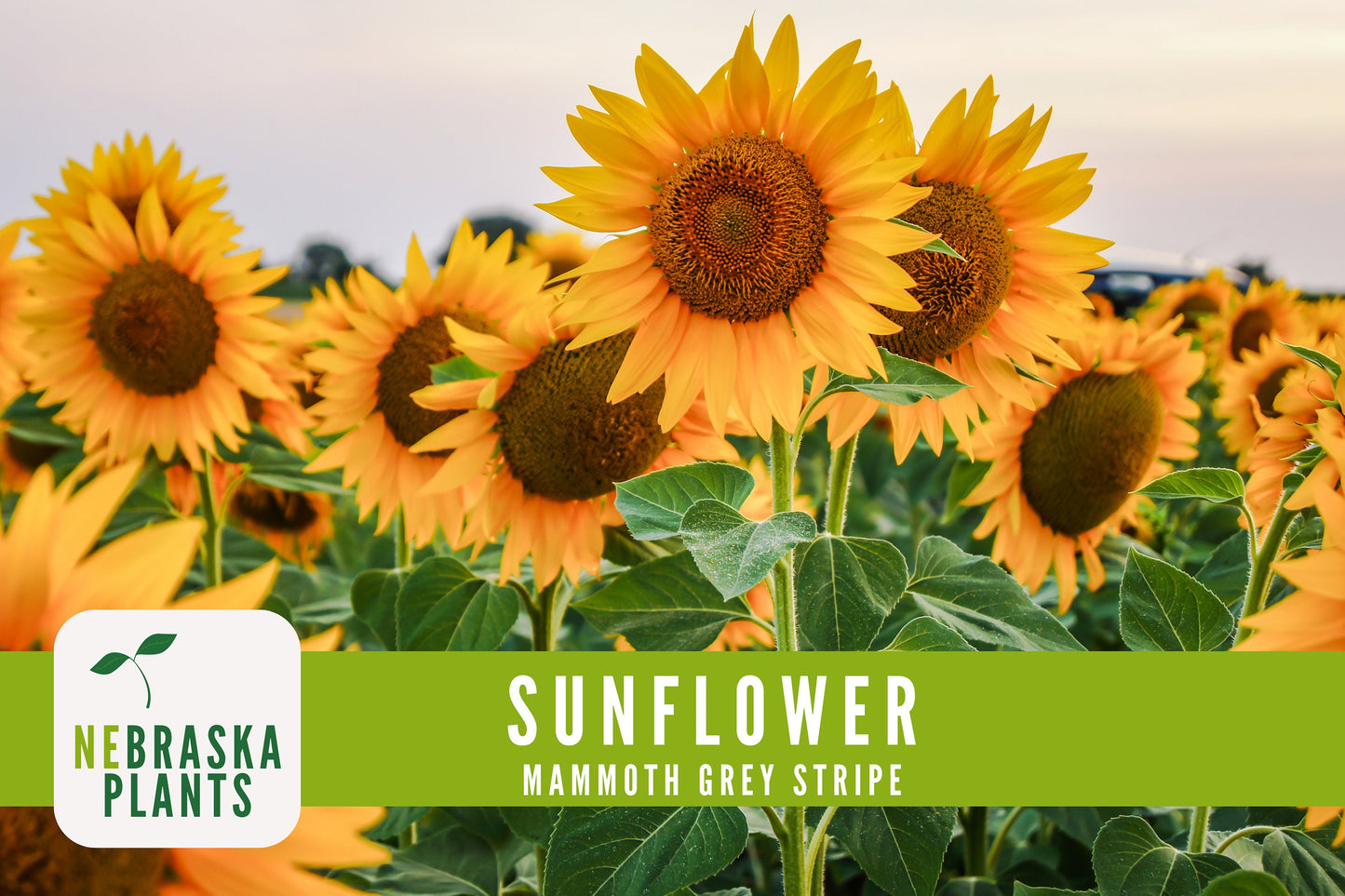 Sunflower Seeds - Mammoth Grey Striped Heirloom Sunflower Seeds - Nebraska Seeds