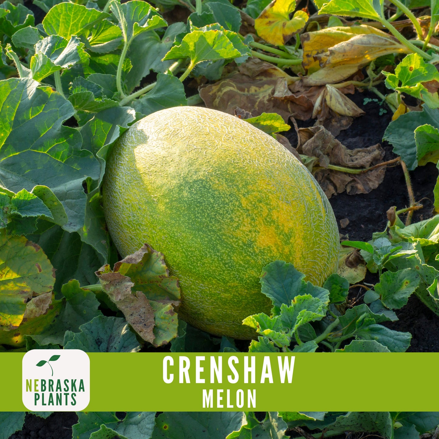 Crenshaw Melon Seeds - Nebraska Seeds