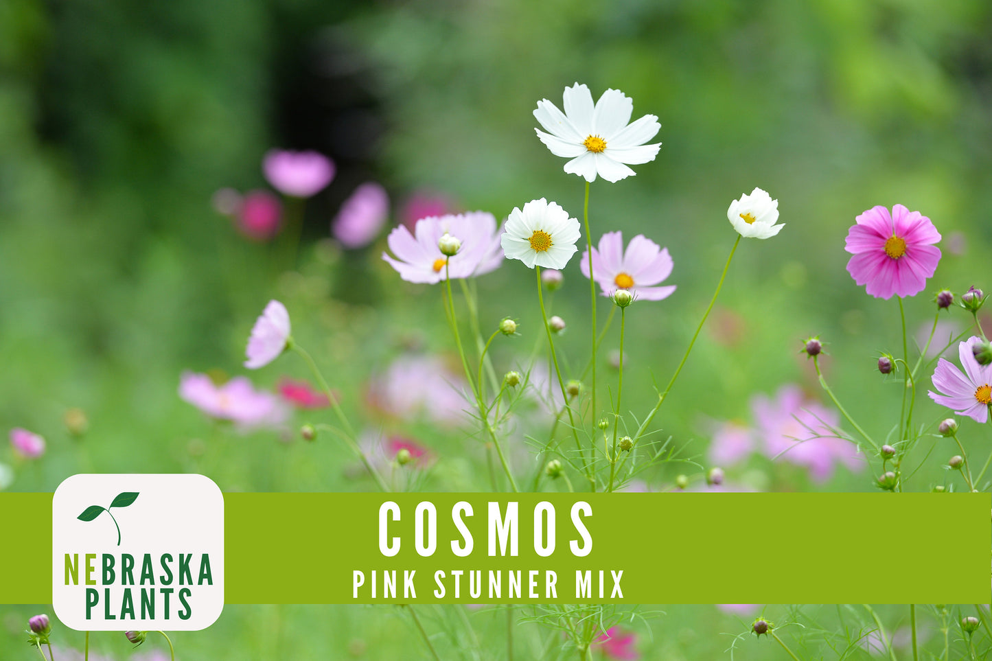 Pink Stunner Cosmos Flower Seeds - Nebraska Seeds