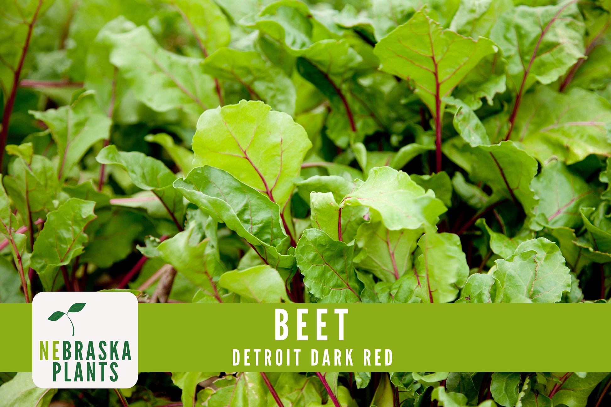 Detroit Dark Red Beet Seeds - Nebraska Seeds