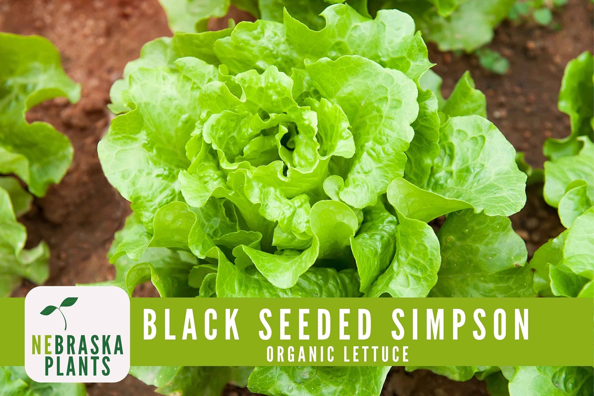 Organic Black Seeded Simpson Seeds - Nebraska Seeds