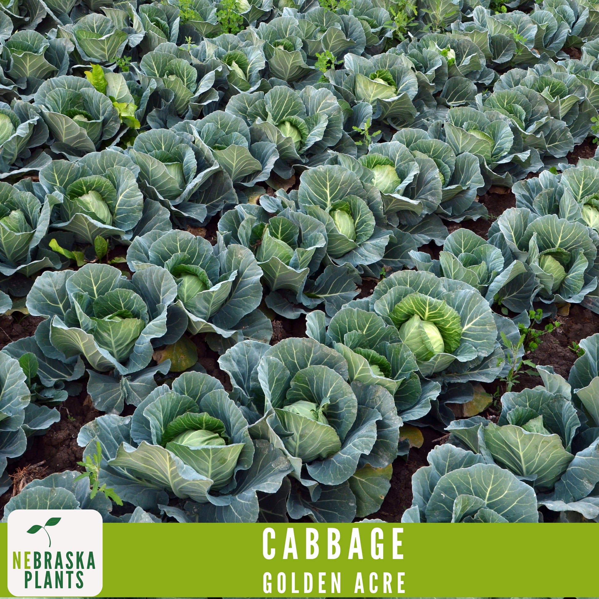 Golden Acre Cabbage Seeds - Nebraska Seeds