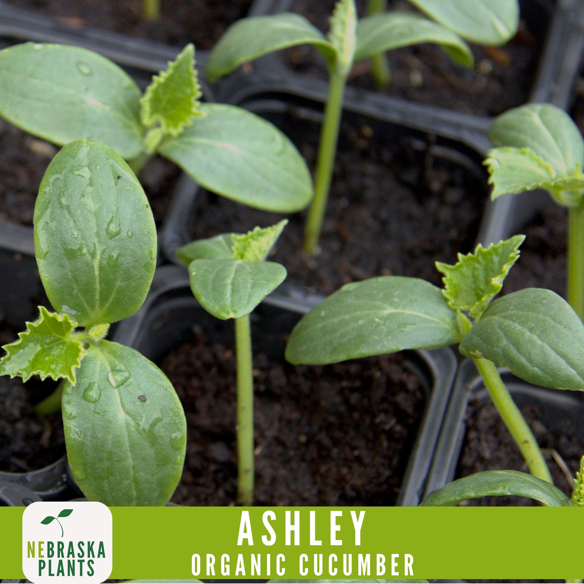 Organic Ashley Cucumber Seeds - Nebraska Seeds