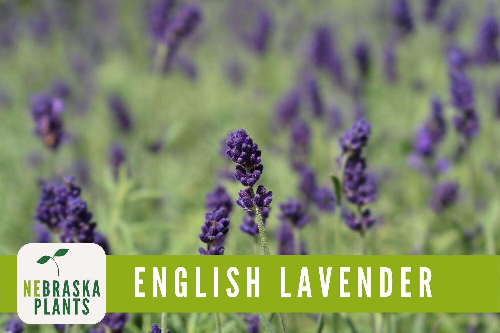 English Lavender Seeds - Nebraska Seeds