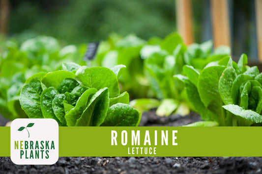 Romaine Lettuce Seeds - Heirloom Romaine Lettuce Garden Seeds - Nebraska Seeds