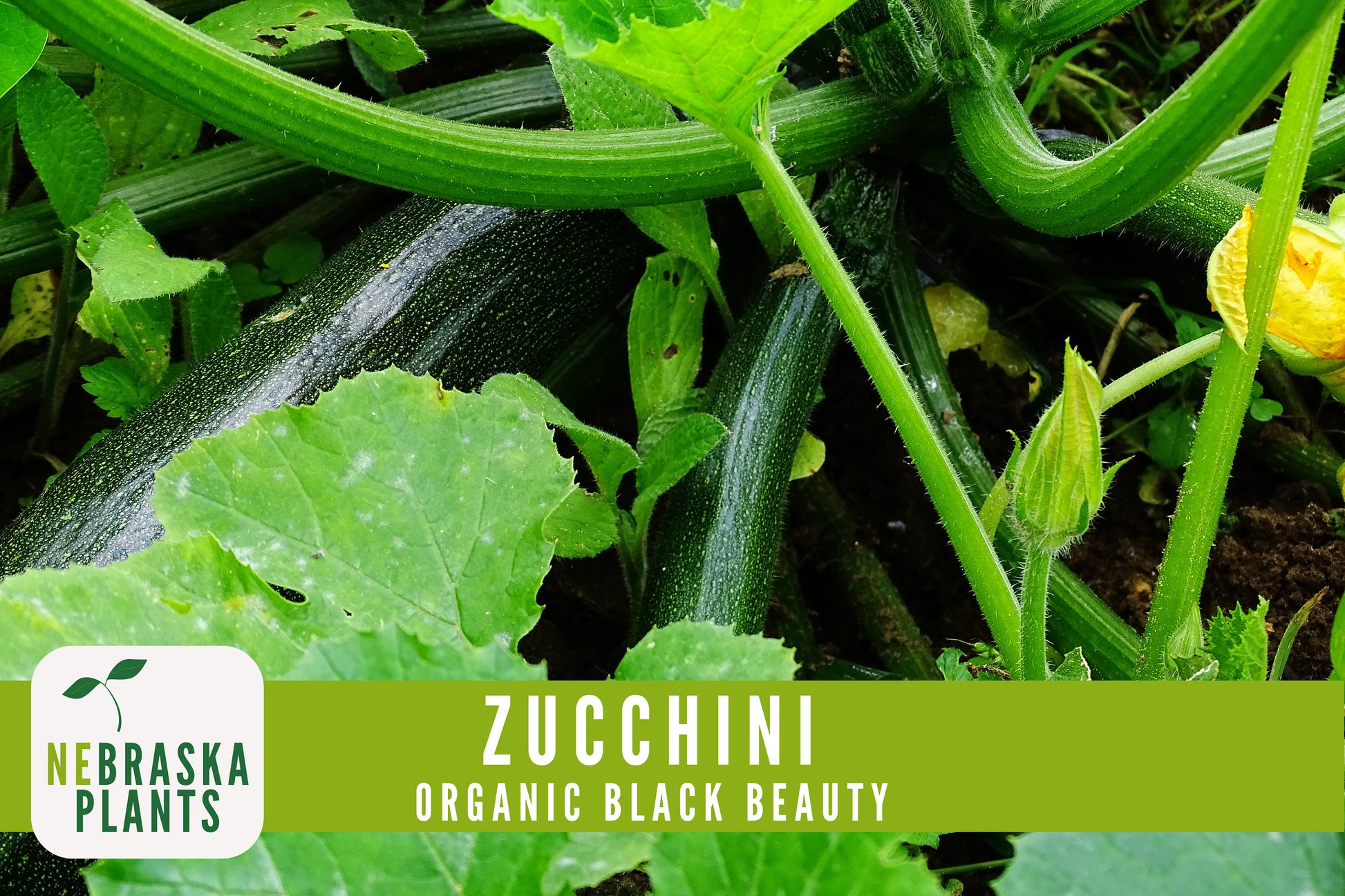 Organic Black Beauty Zucchini Seeds - Black Beauty Zucchini - Heirloom Summer Squash Seeds - Nebraska Seeds