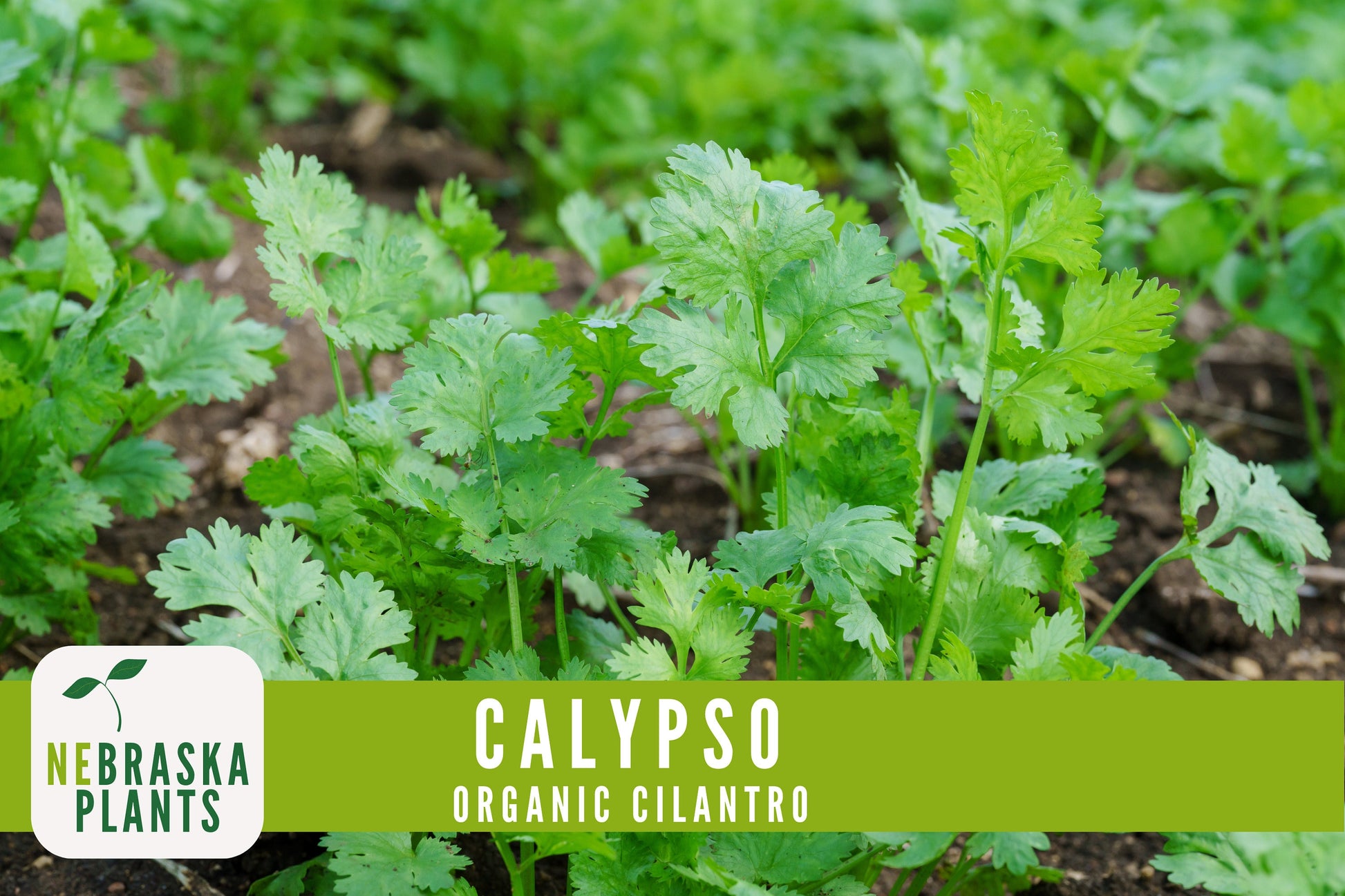 Organic Calypso Slow Bold Cilantro Seeds - Nebraska Seeds