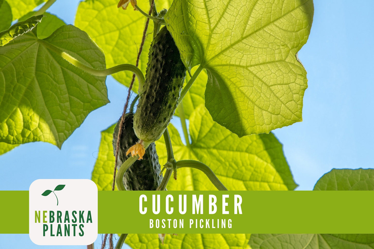 Boston Pickling Cucumber Seeds - Nebraska Seeds