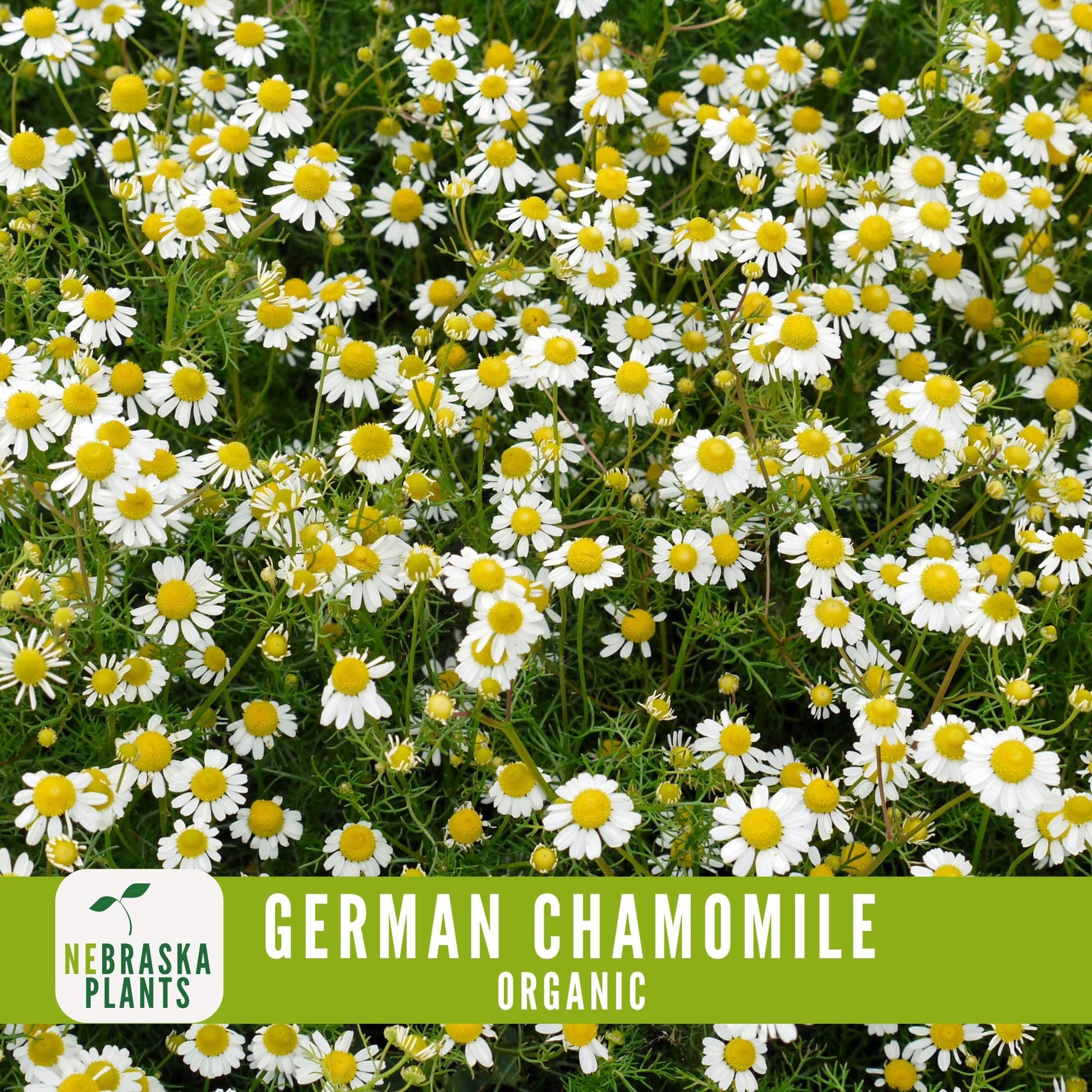 Organic German Chamomile Seeds - Nebraska Seeds