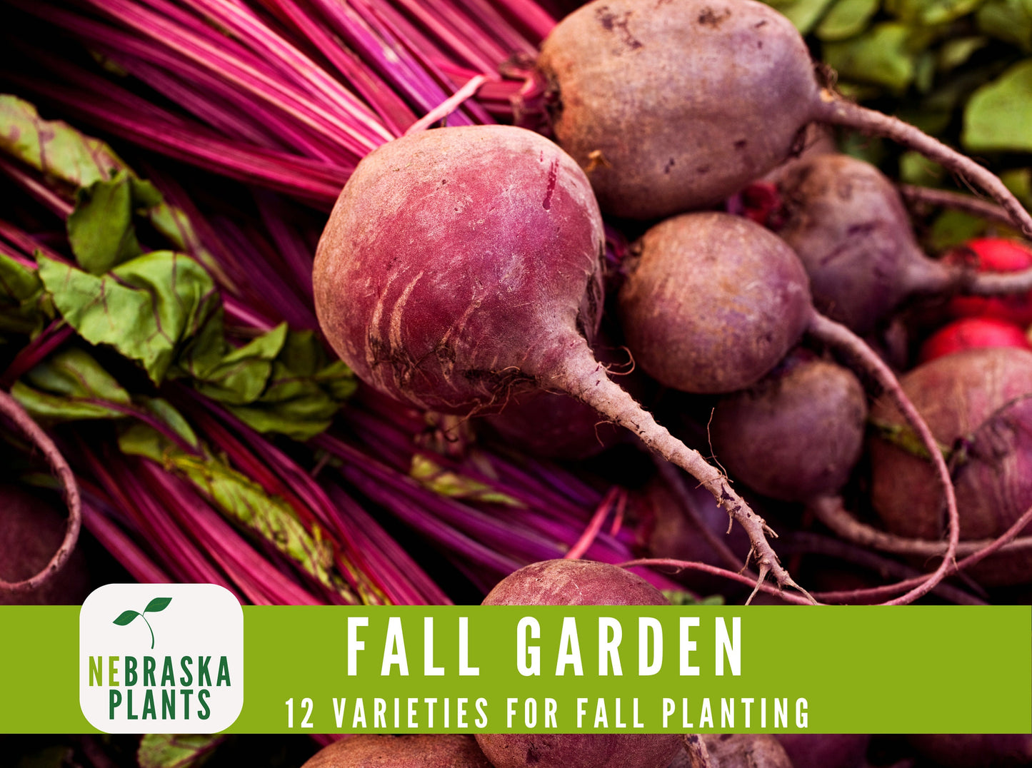 Fall Garden Seed Collection - 12 Heirloom Vegetable and Herb Seeds for Fall Planting - Nebraska Seeds