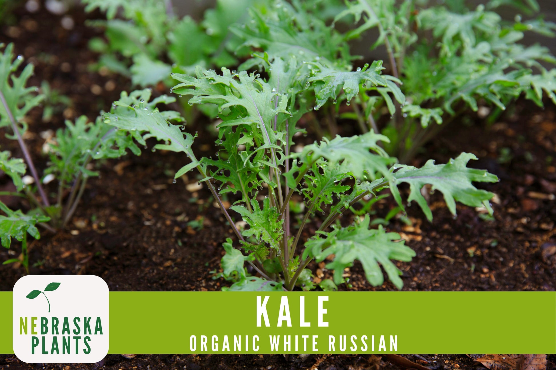 Organic White Russian Kale Seeds - Nebraska Seeds