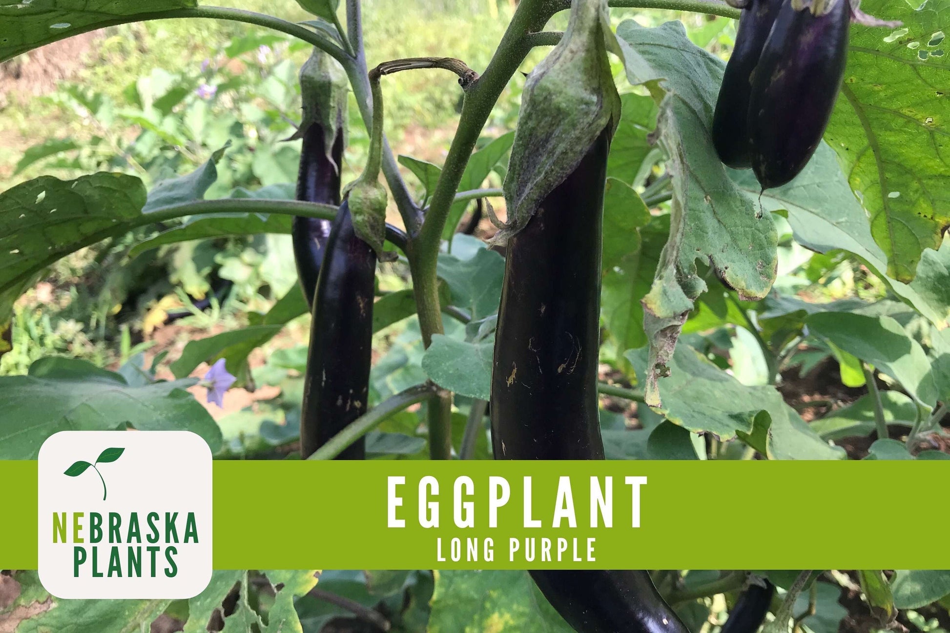 Long Purple Eggplant Seeds - Nebraska Seeds