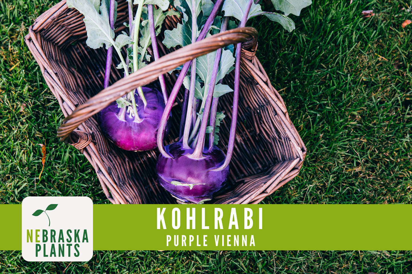 Organic Purple Vienna Kohlrabi Seeds - Nebraska Seeds