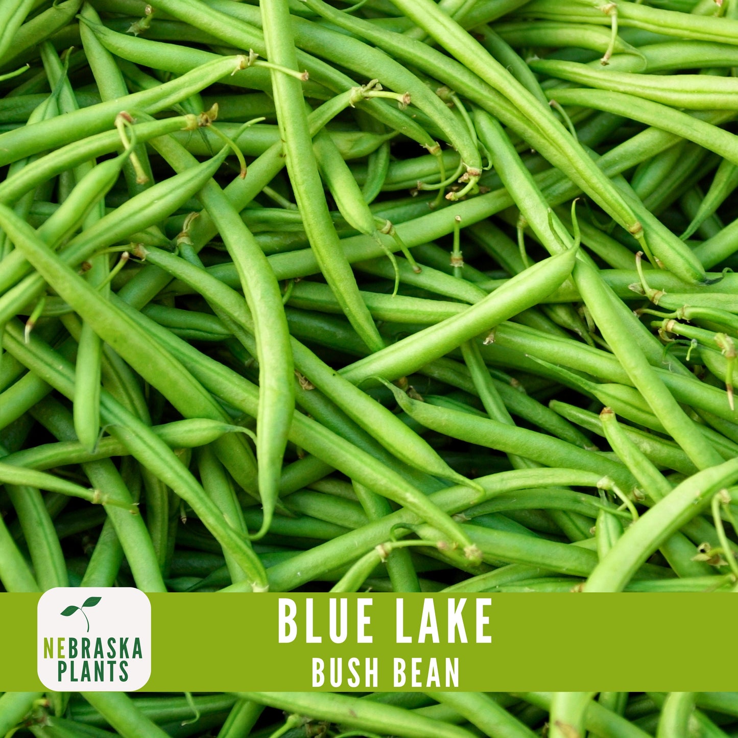 Blue Lake Bush Bean Seeds - Nebraska Seeds