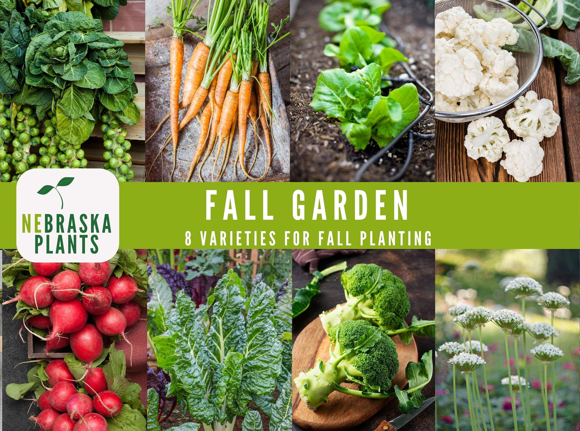 Fall Garden Seed Collection - 8 Heirloom Vegetable and Herb Seeds for Fall Planting - Nebraska Seeds