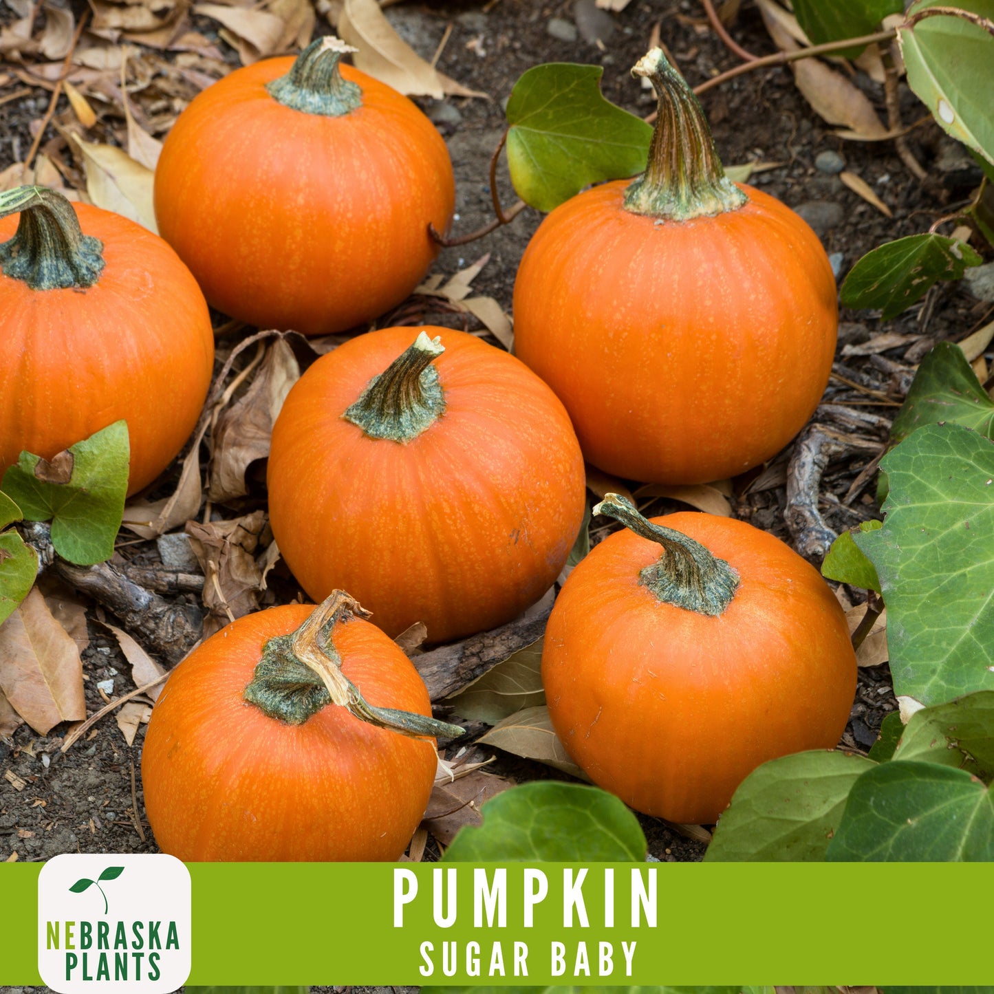 Sugar Pie Pumpkin Seeds - Celebrate the Spirit of Autumn with Heirloom, Non-GMO Pumpkin Seeds - Nebraska Seeds