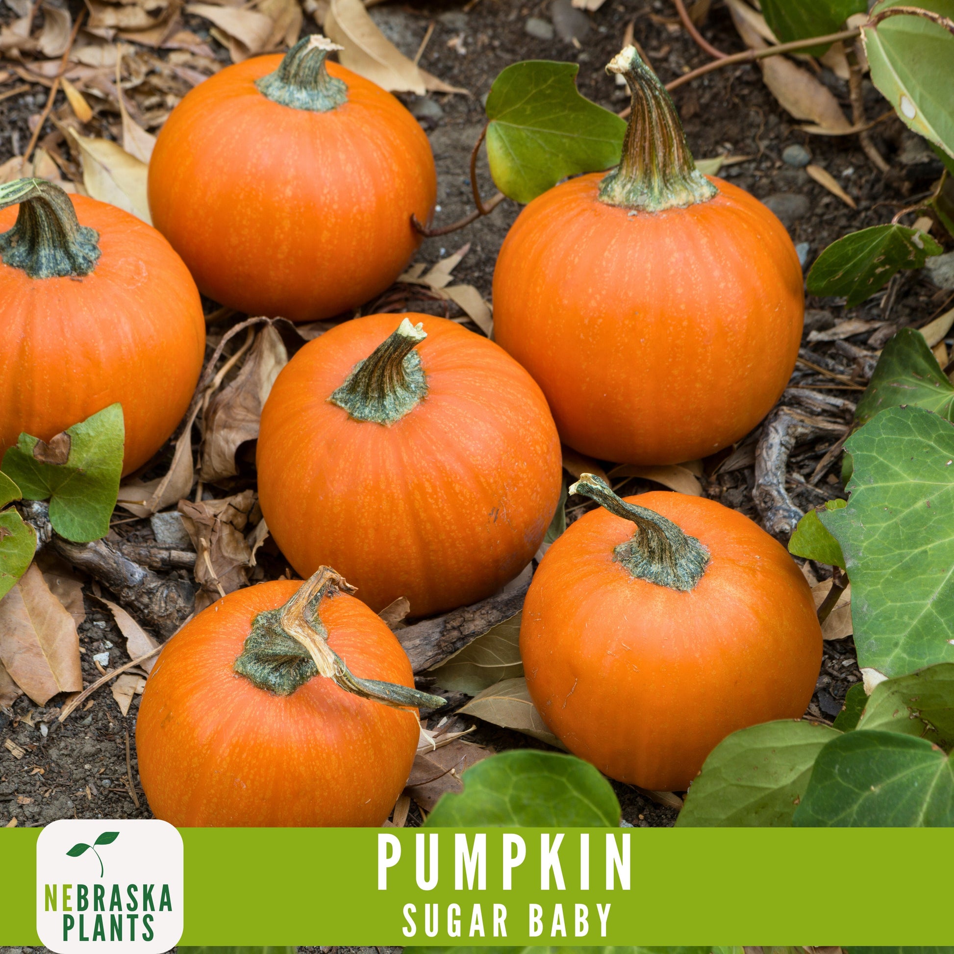 Sugar Pie Pumpkin Seeds - Celebrate the Spirit of Autumn with Heirloom, Non-GMO Pumpkin Seeds - Nebraska Seeds