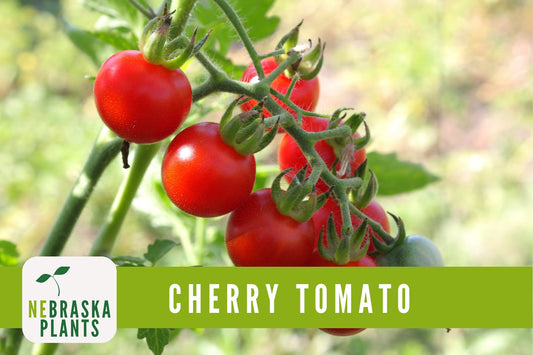 Fox Cherry Tomato Seeds - Nebraska Seeds