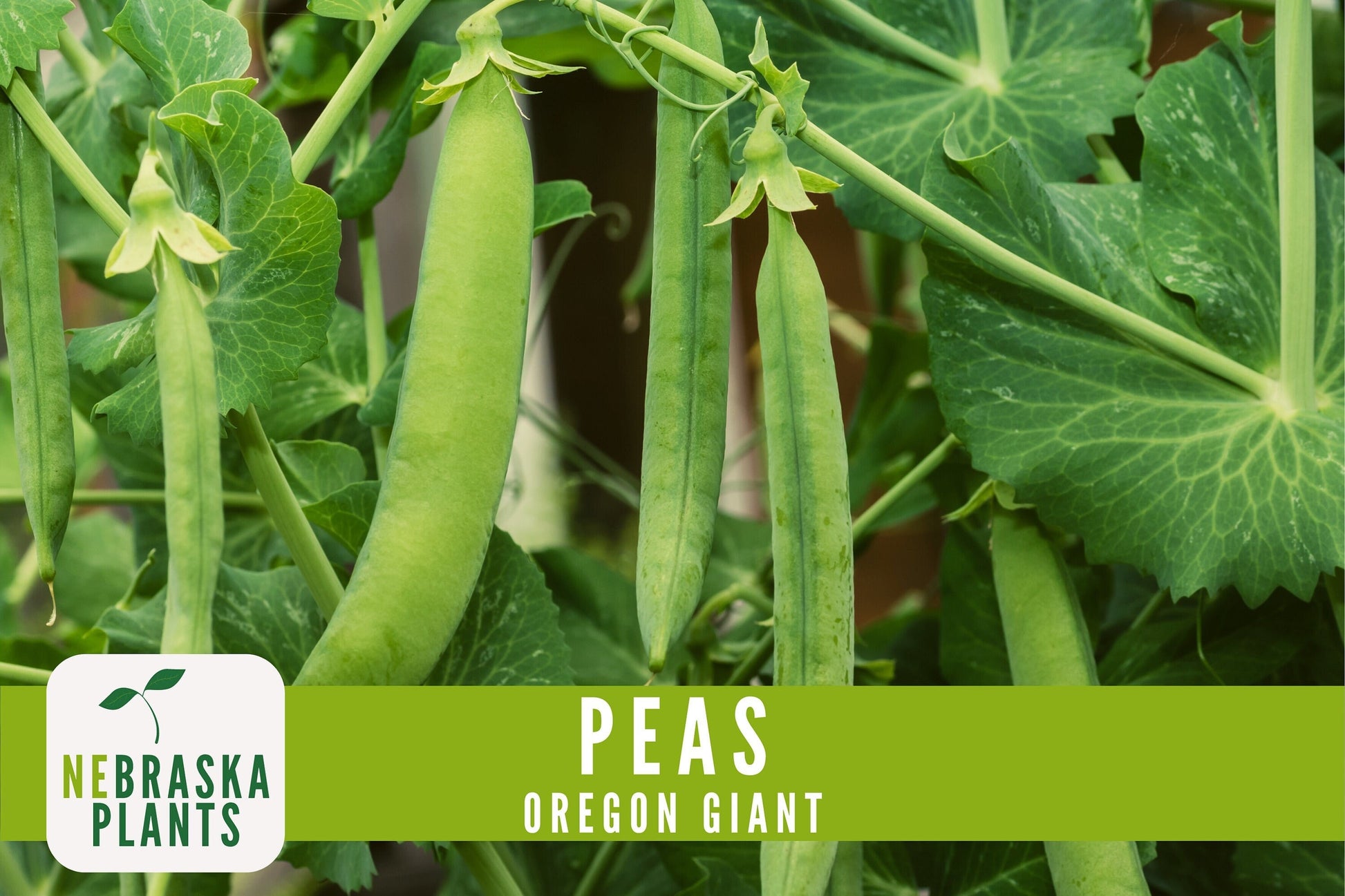 Oregon Giant Heirloom Pea Seeds - Nebraska Seeds