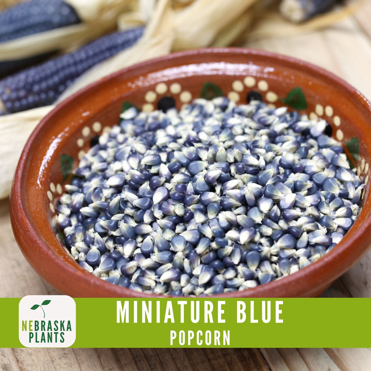 Rare Miniature Blue Popcorn Seeds - Grow Unique Heirloom Popcorn Seeds in your own Backyard! - Nebraska Seeds