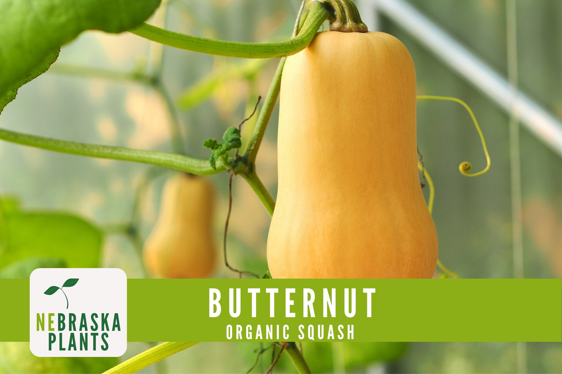 Organic Waltham Butternut Squash Seeds - Nebraska Seeds