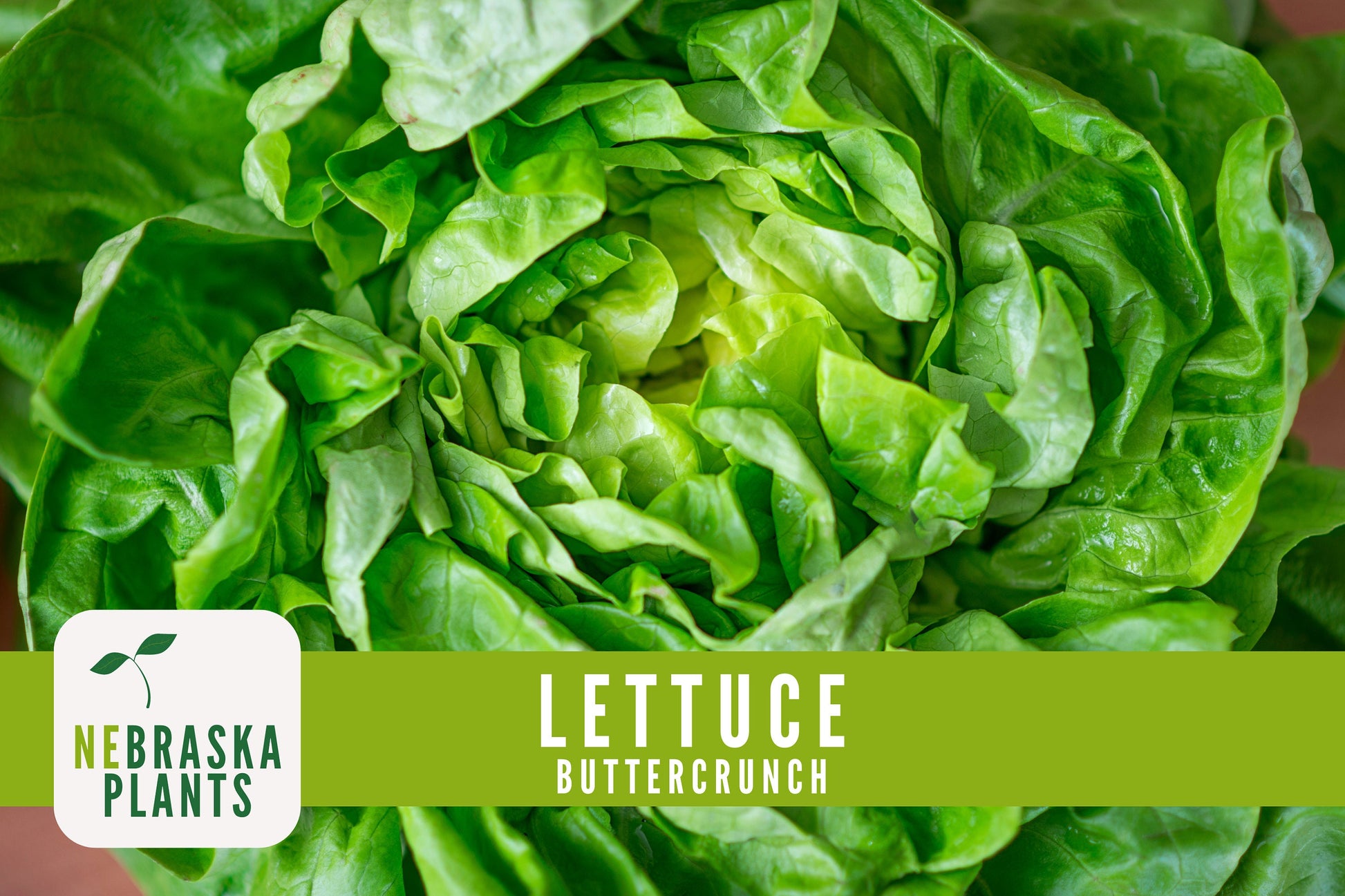 Buttercrunch Lettuce Seeds - Nebraska Seeds