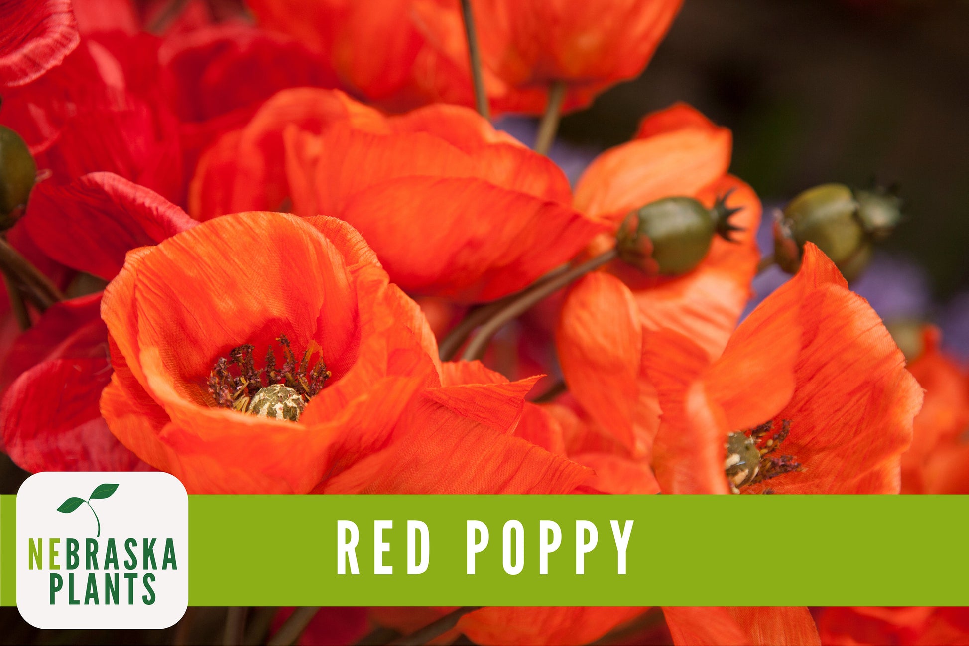 Red Poppy Flower Seeds - Heirloom Red Poppy Flower Seeds - Nebraska Seeds