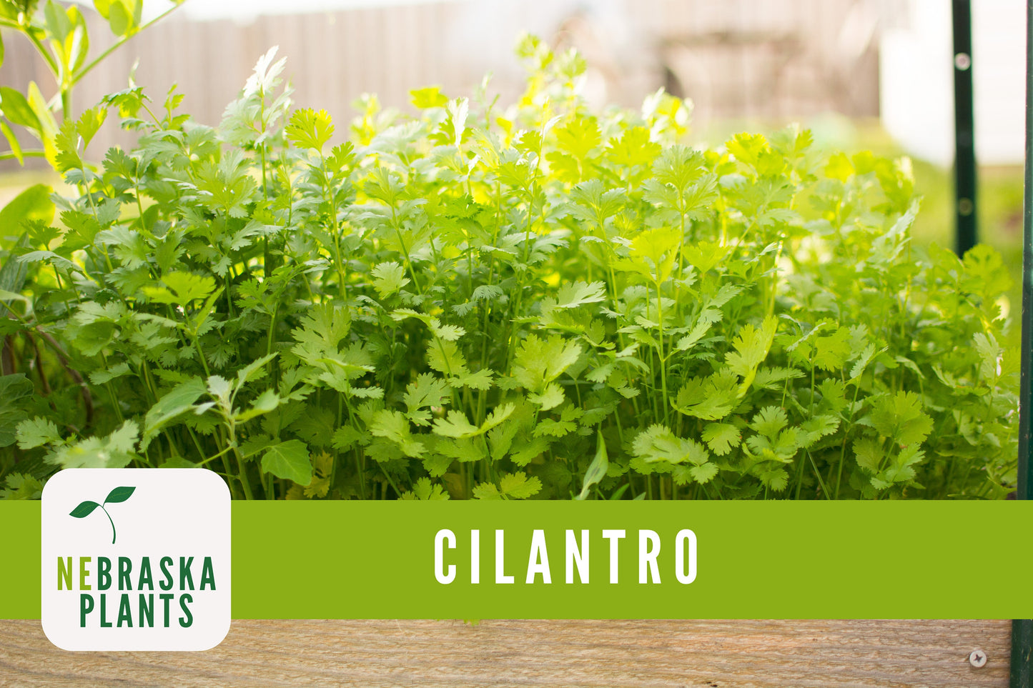 Calypso Cilantro Heirloom Seeds - Nebraska Seeds