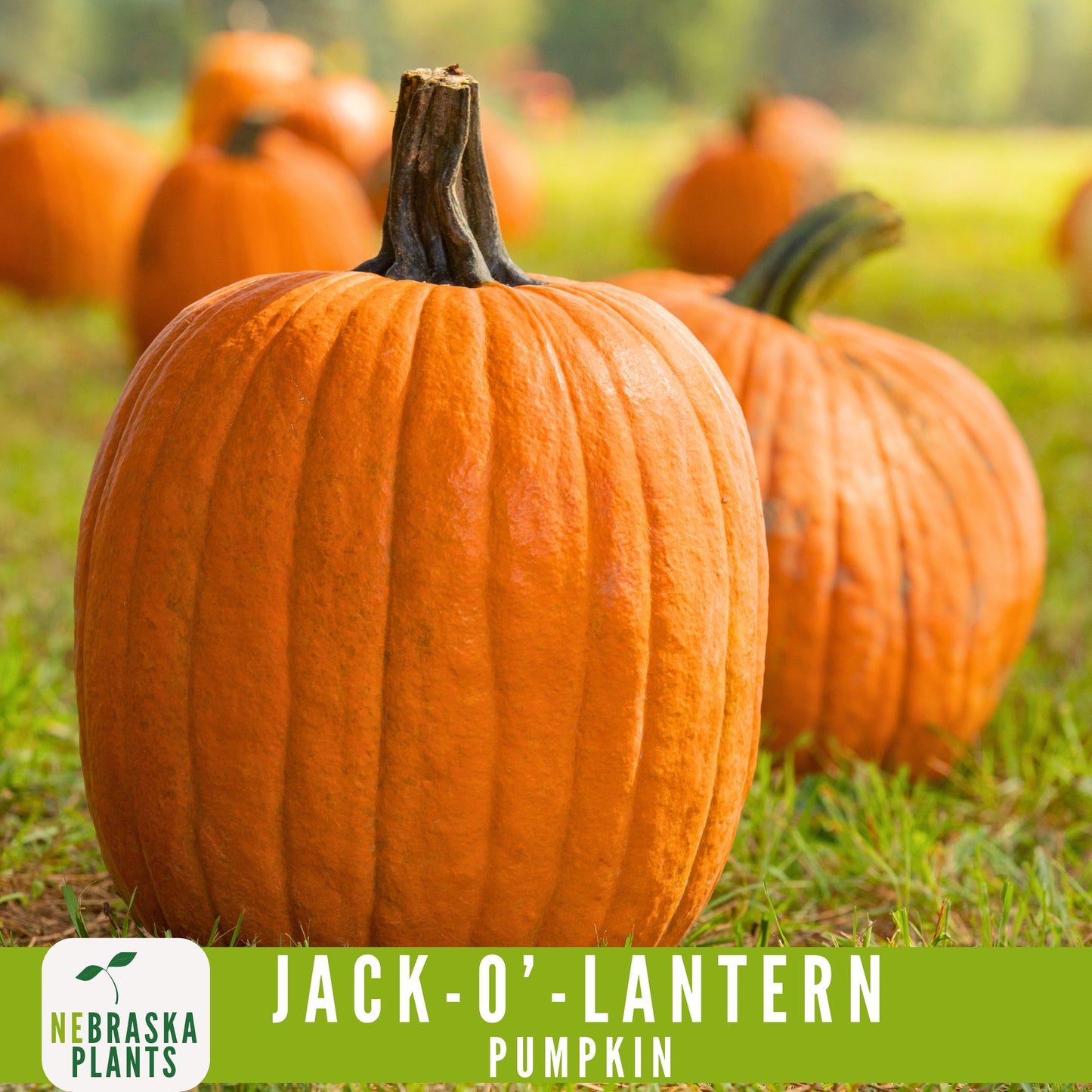 Jack-O'-Lantern Halloween Pumpkin Seeds - Nebraska Seeds