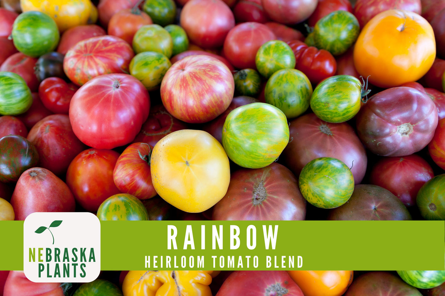 Rainbow Tomato Seeds -  Heirloom Rainbow Tomato Seed Mix - Nebraska Seeds