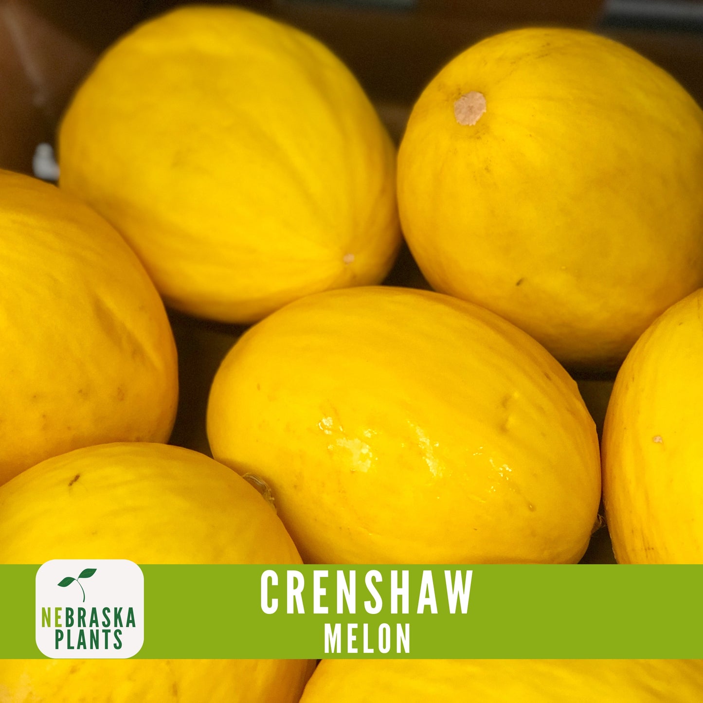 Crenshaw Melon Seeds - Nebraska Seeds