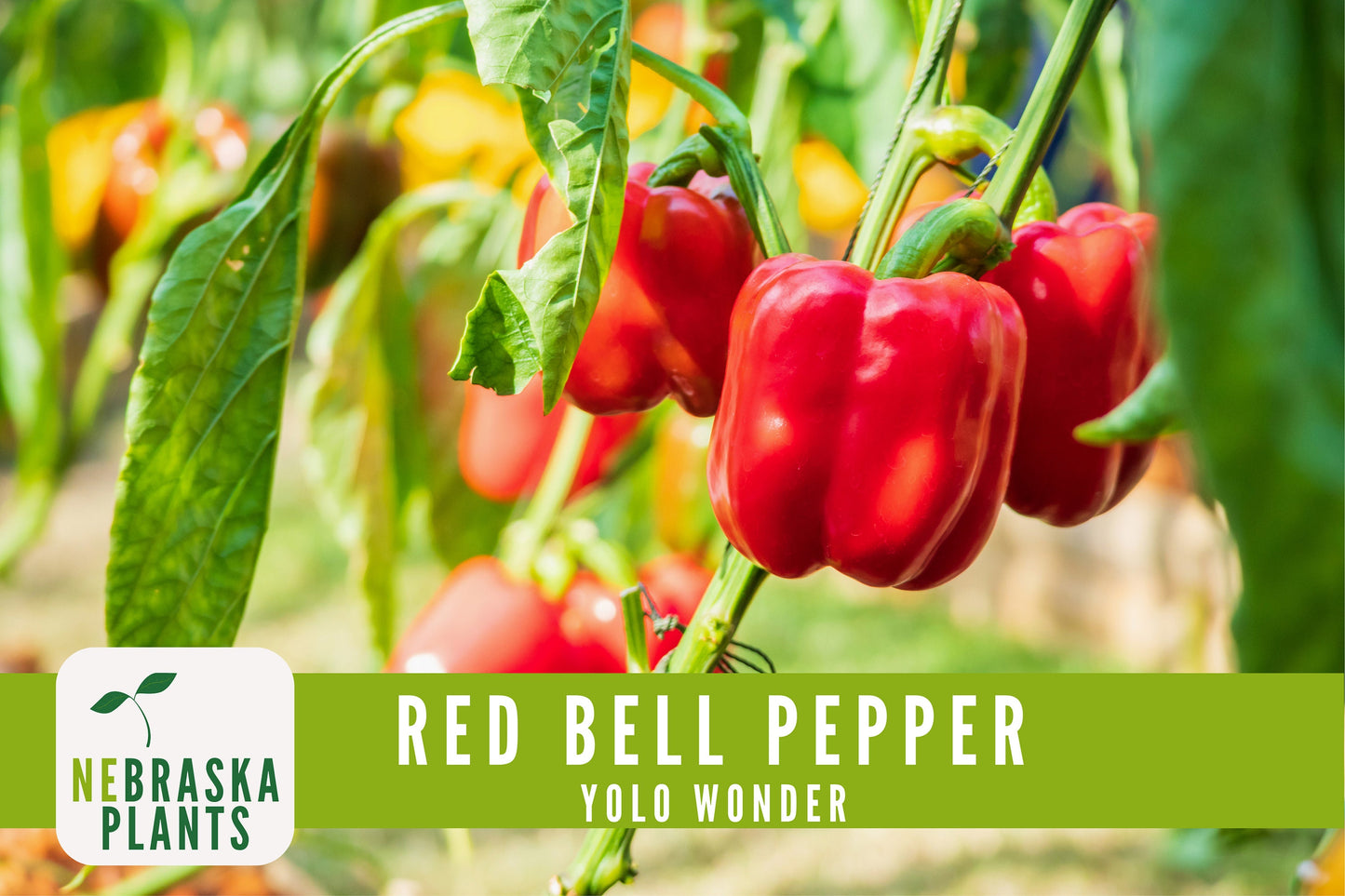 Red Bell Pepper Seeds - Yolo Wonder Heirloom Red Pepper Seeds - Nebraska Seeds