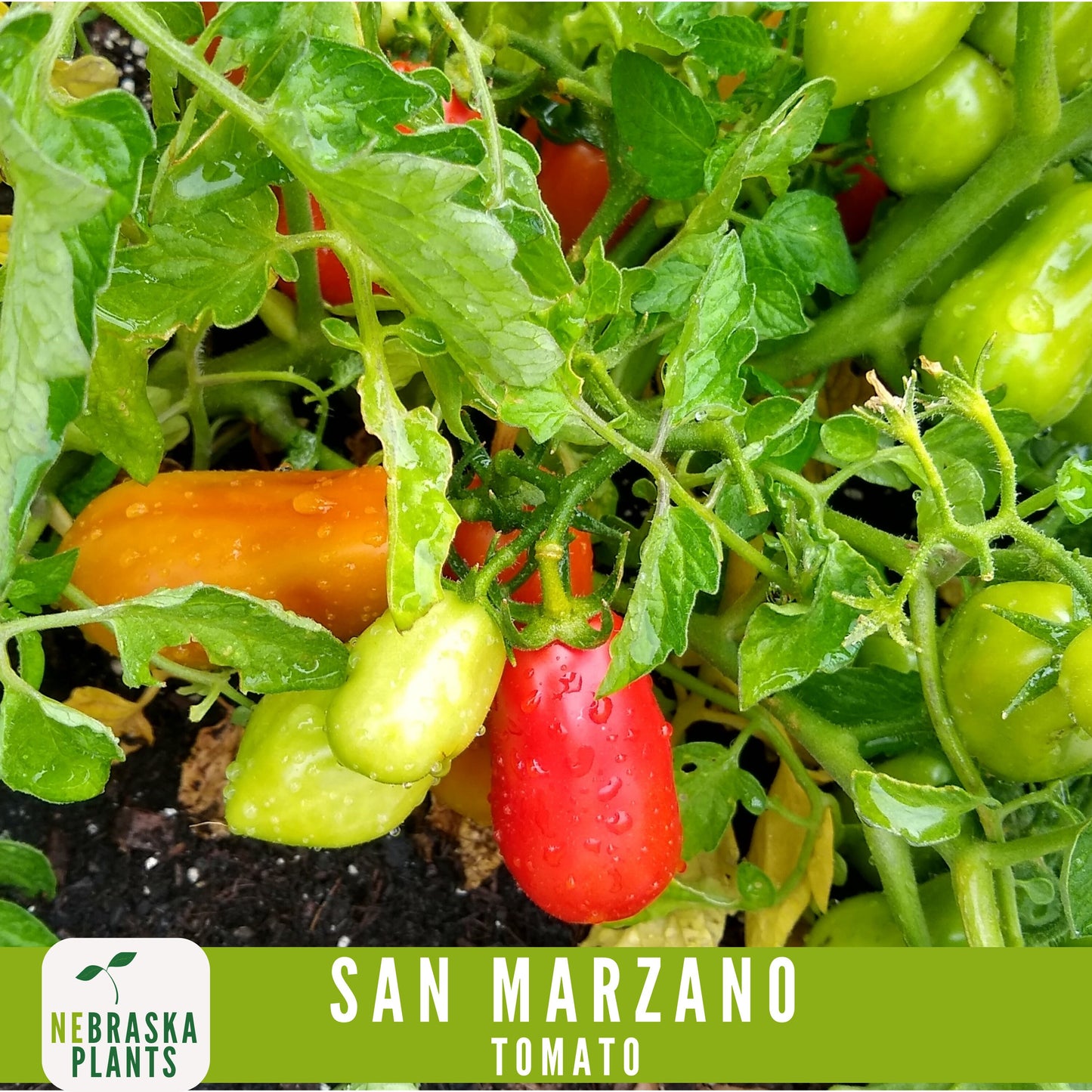 San Marzano Tomato Seeds - Delicious Italian Heirloom Tomatoes Great for Sauce or Enjoying Fresh! - Nebraska Seeds