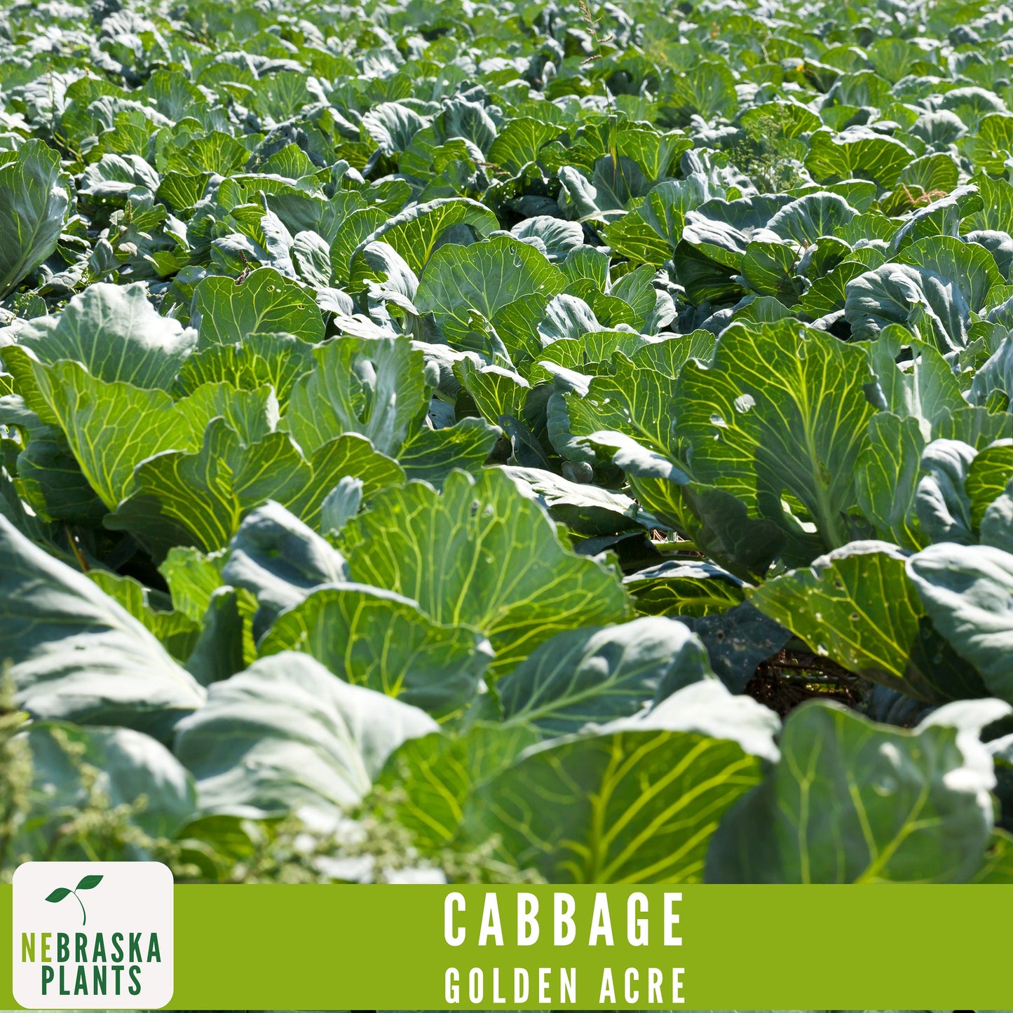 Golden Acre Cabbage Seeds - Nebraska Seeds