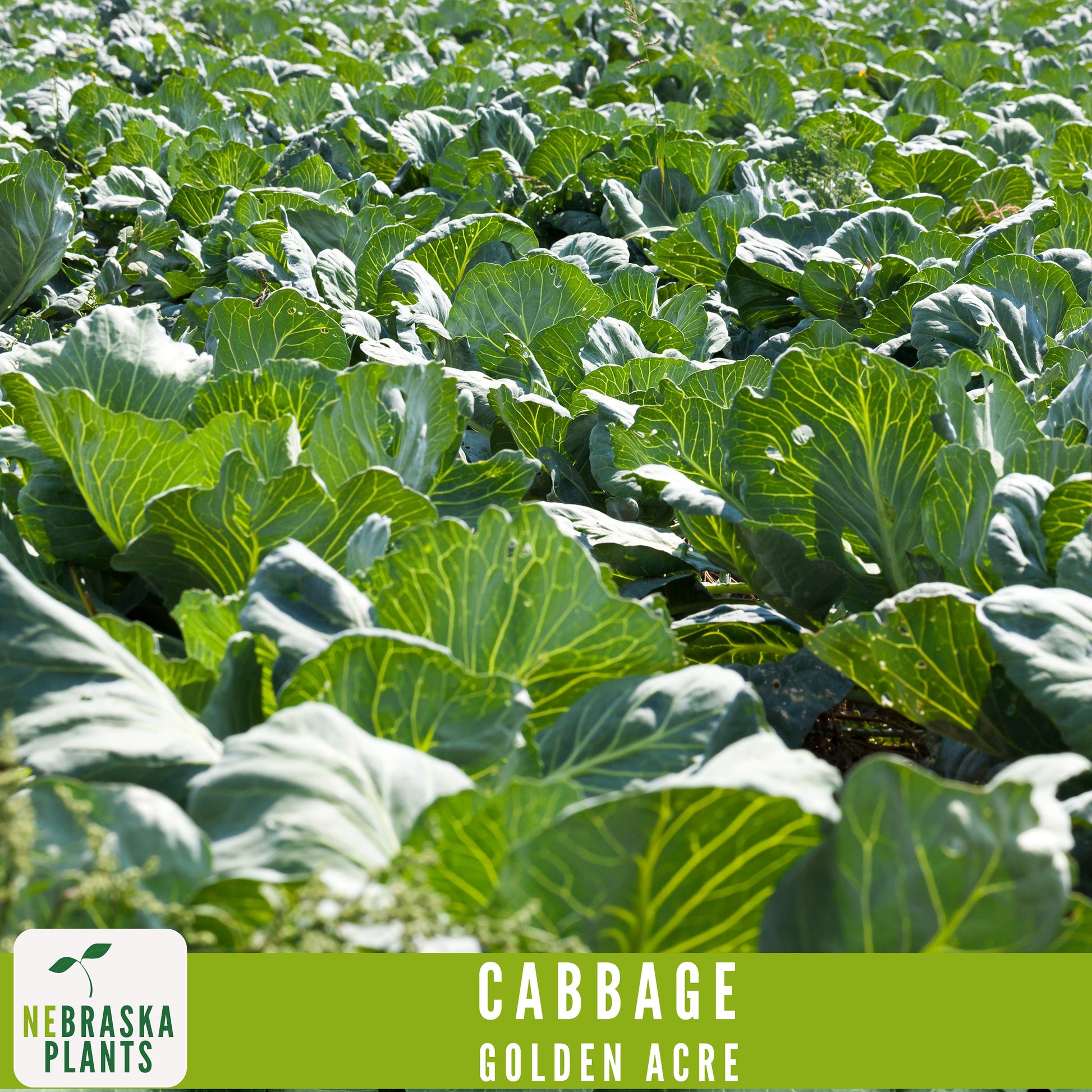 Golden Acre Cabbage Seeds - Nebraska Seeds