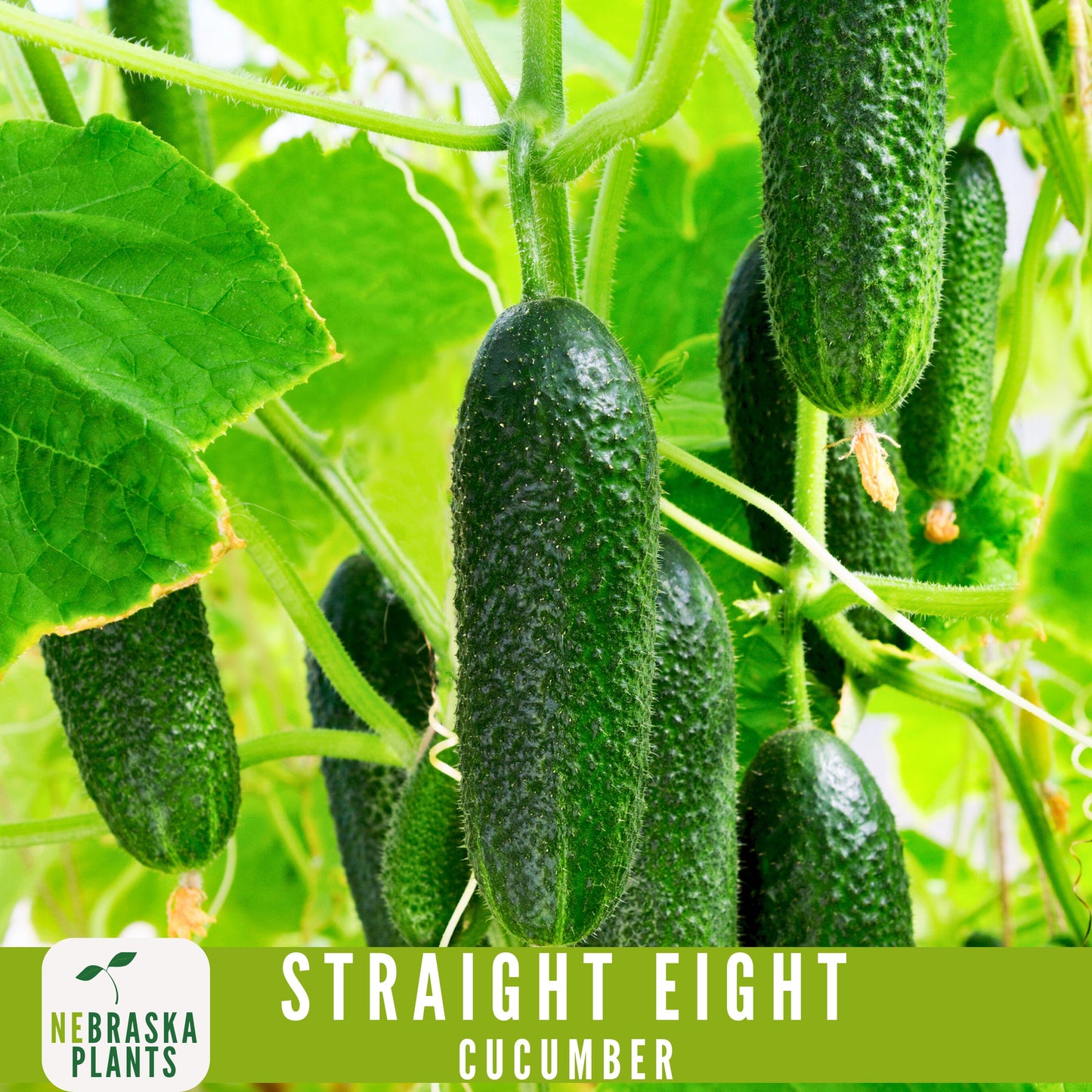 Straight Eight Cucumber Seeds - Crisp and Flavorful Heirloom Cucumbers for you Home Garden! - Nebraska Seeds