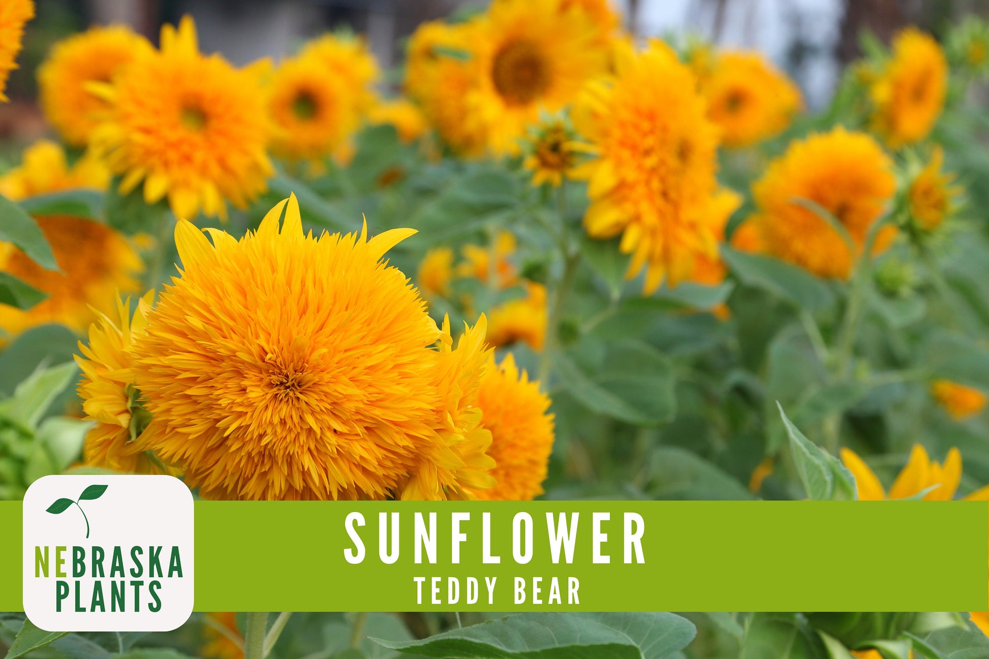 Sunflower Seeds - Teddy Bear Heirloom Sunflower Seeds - Nebraska Seeds