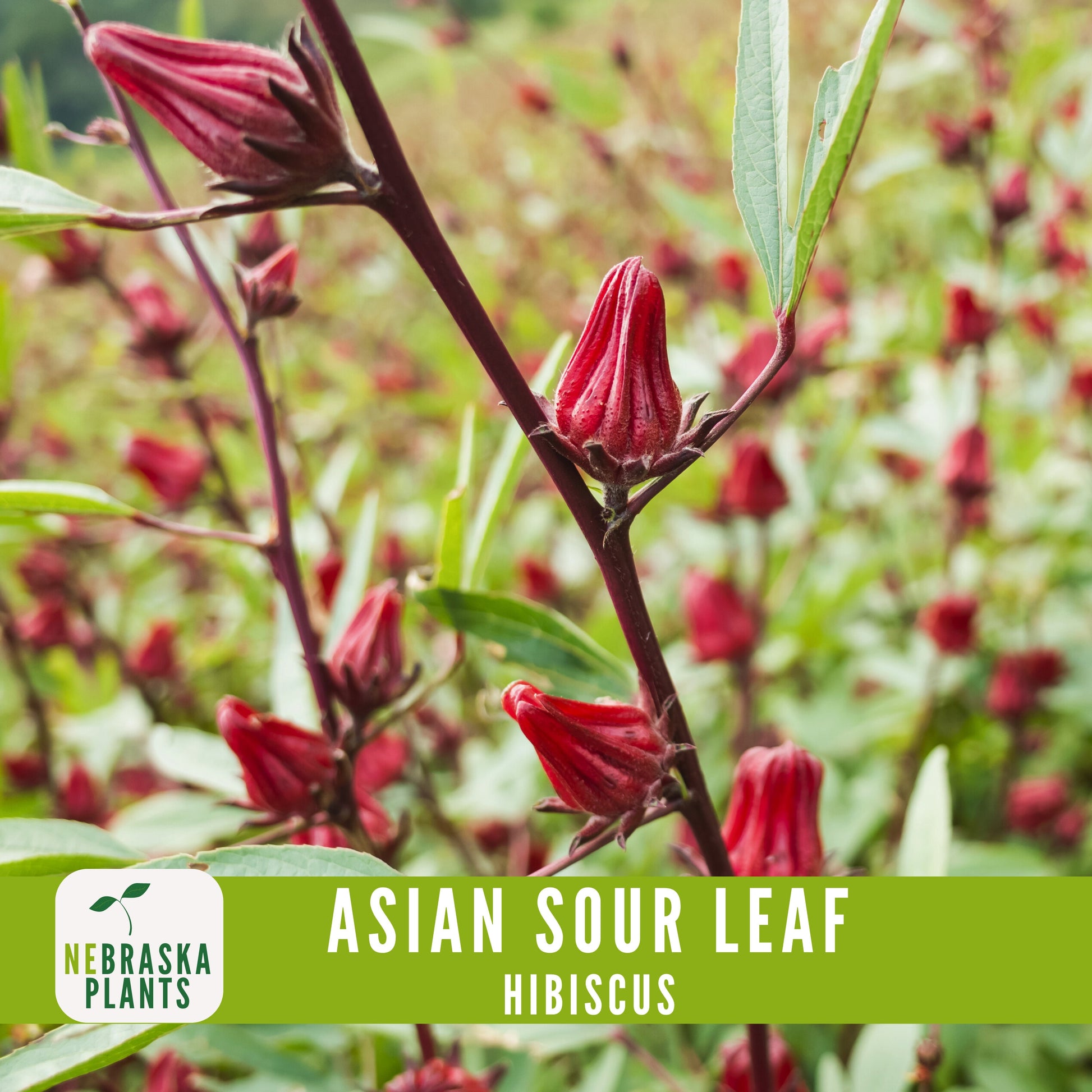 Asian Sour Leaf Hibiscus (Roselle) Seeds - Nebraska Seeds