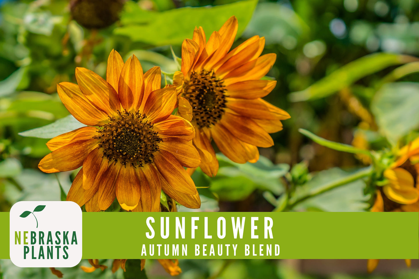 Sunflower Seeds - Autumn Beauty Blend Heirloom Sunflower Seeds - Nebraska Seeds