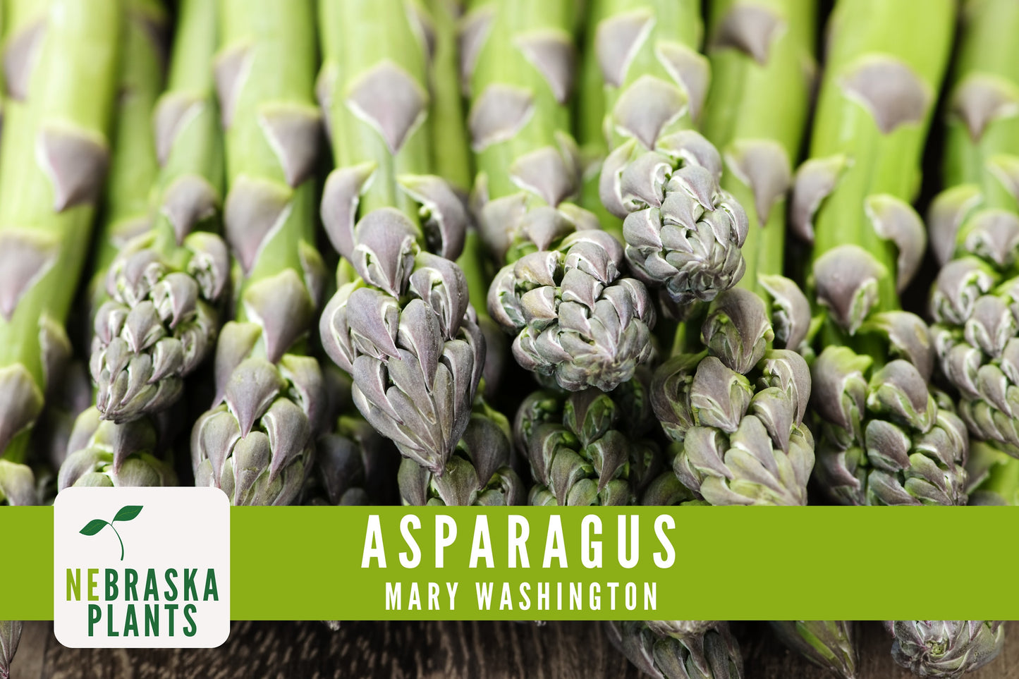 Mary Washington Asparagus Seeds - Nebraska Seeds
