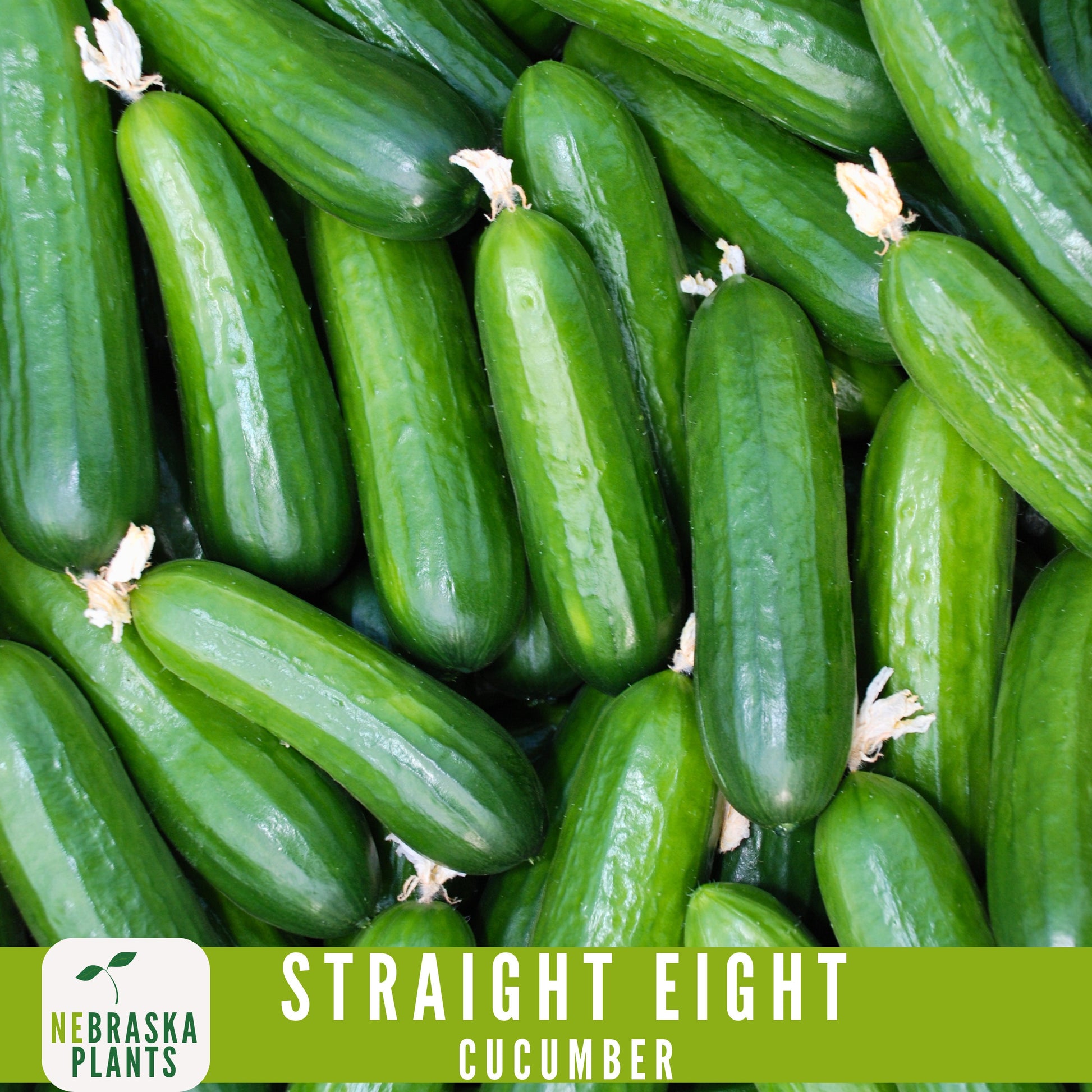 Straight Eight Cucumber Seeds - Crisp and Flavorful Heirloom Cucumbers for you Home Garden! - Nebraska Seeds