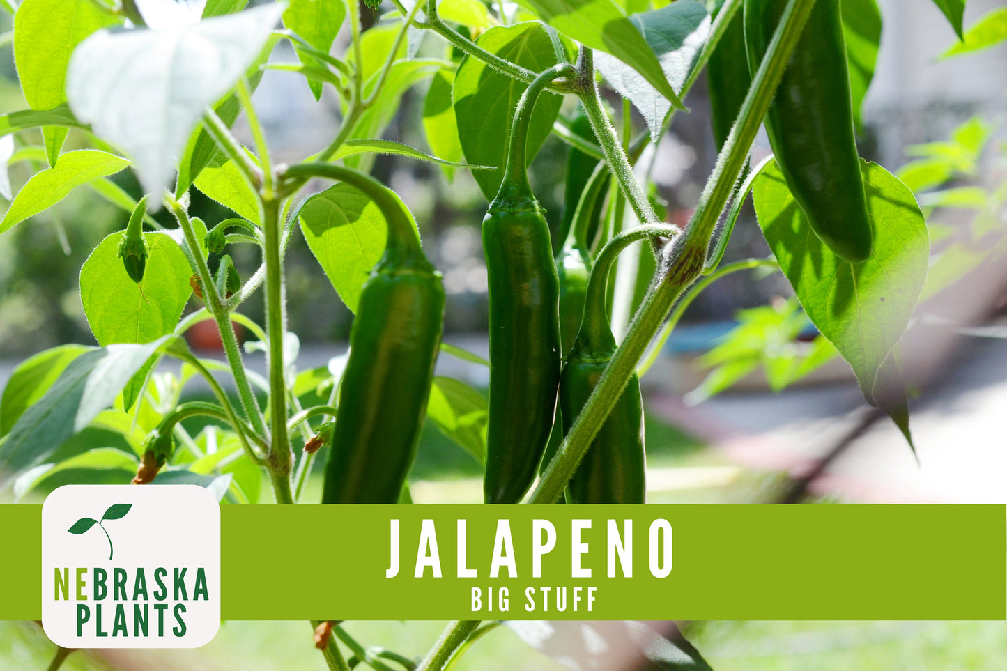 Big Stuff Jalapeño Pepper Seeds - Nebraska Seeds