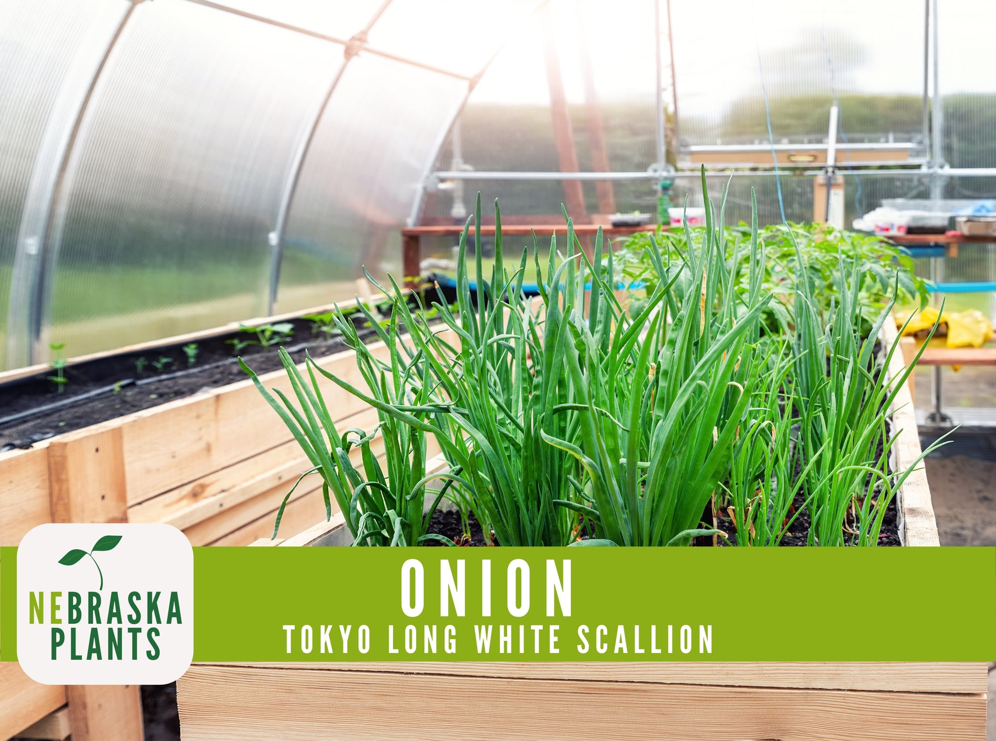 Scallion Seeds - Tokyo Long White Bunching Onion Heirloom Seeds - Nebraska Seeds