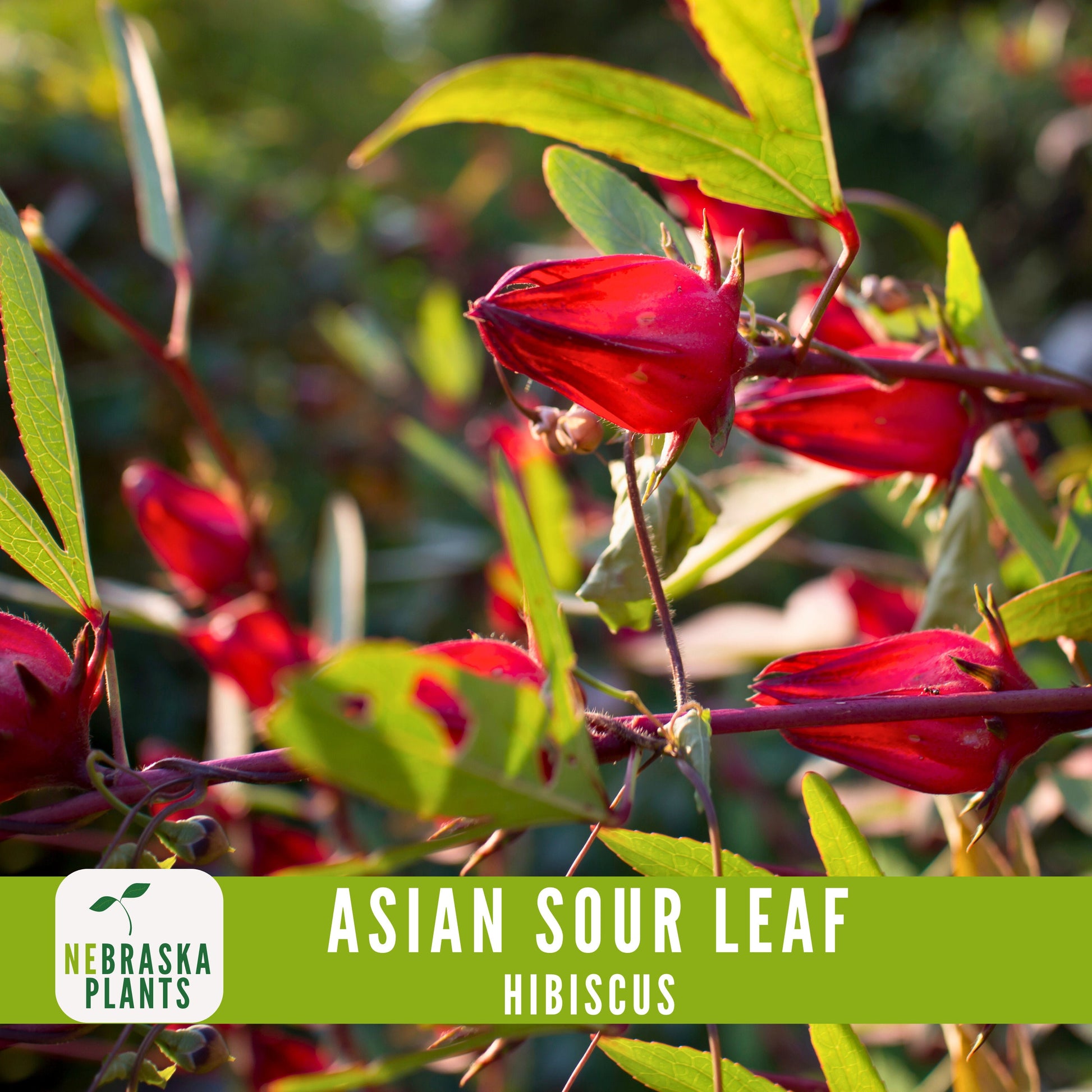 Asian Sour Leaf Hibiscus (Roselle) Seeds - Nebraska Seeds