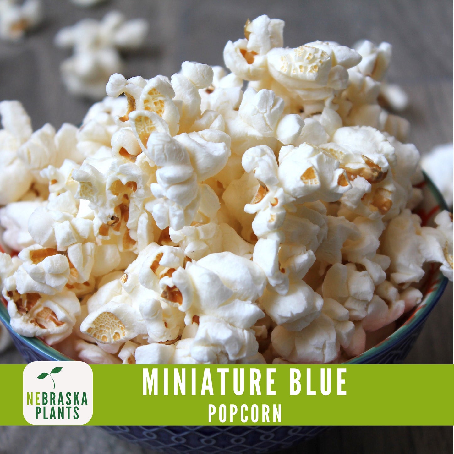 Rare Miniature Blue Popcorn Seeds - Grow Unique Heirloom Popcorn Seeds in your own Backyard! - Nebraska Seeds